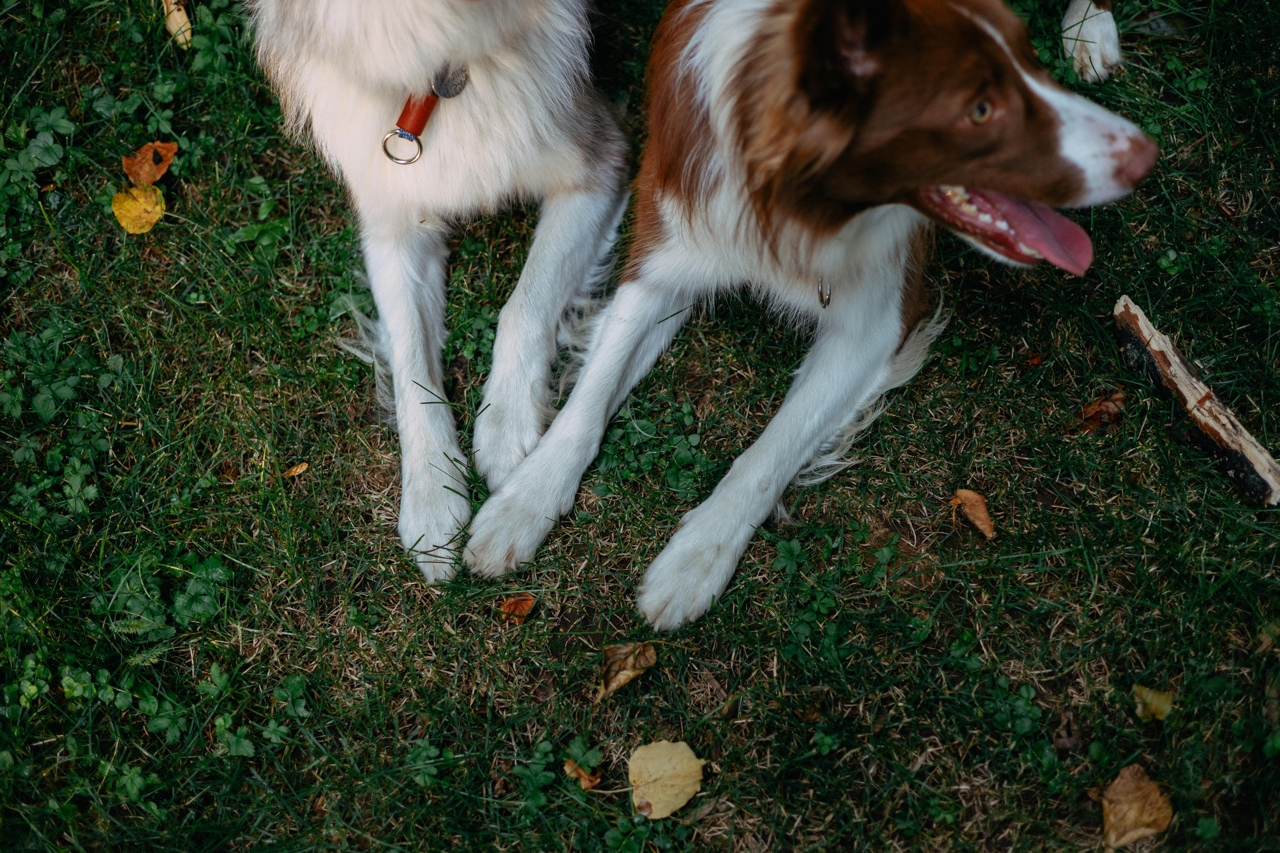 Настя, Ваня, Бейлис и Грэгори. Фотограф Анна Луценко Москва