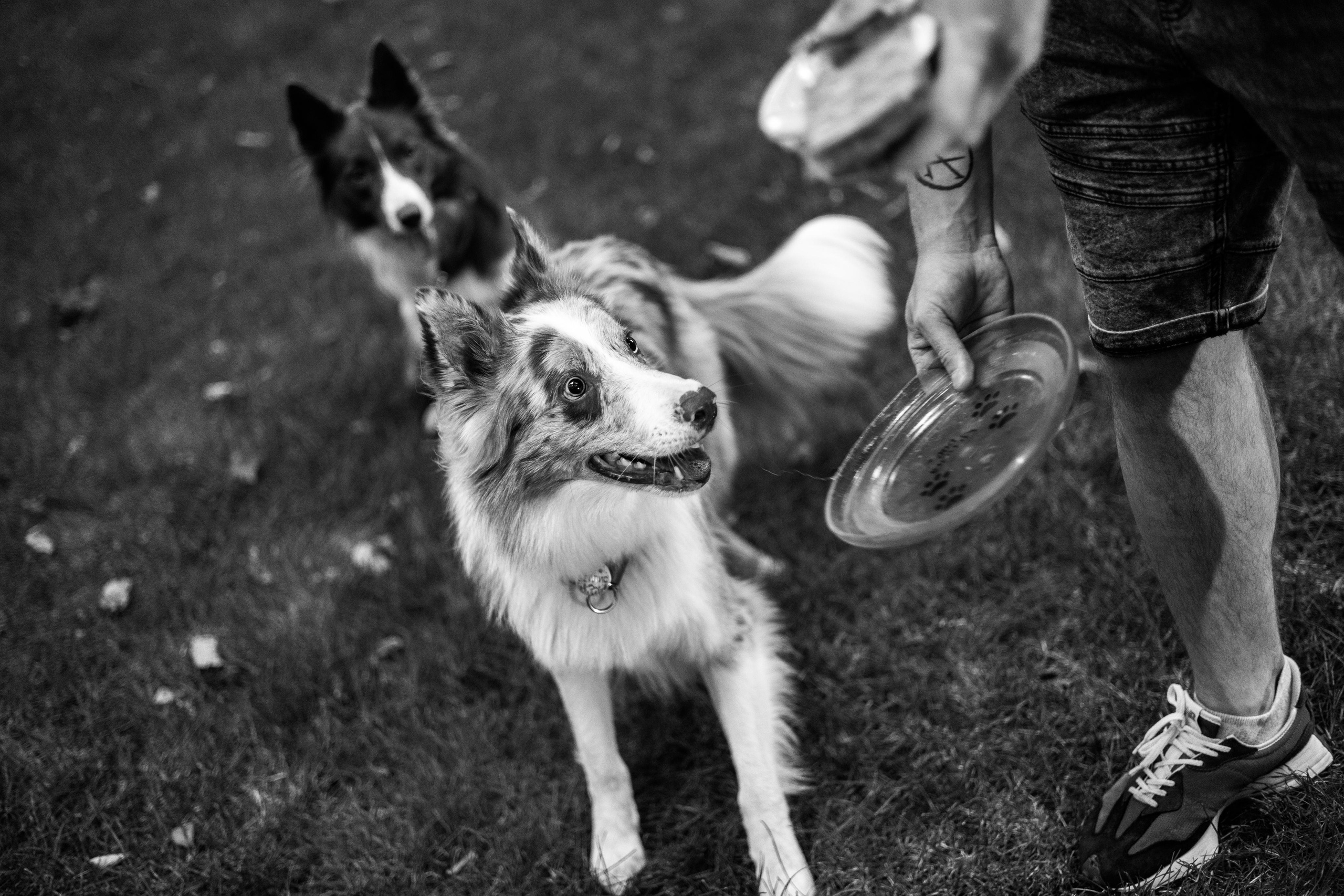 Настя, Ваня, Бейлис и Грэгори. Фотограф Анна Луценко Москва