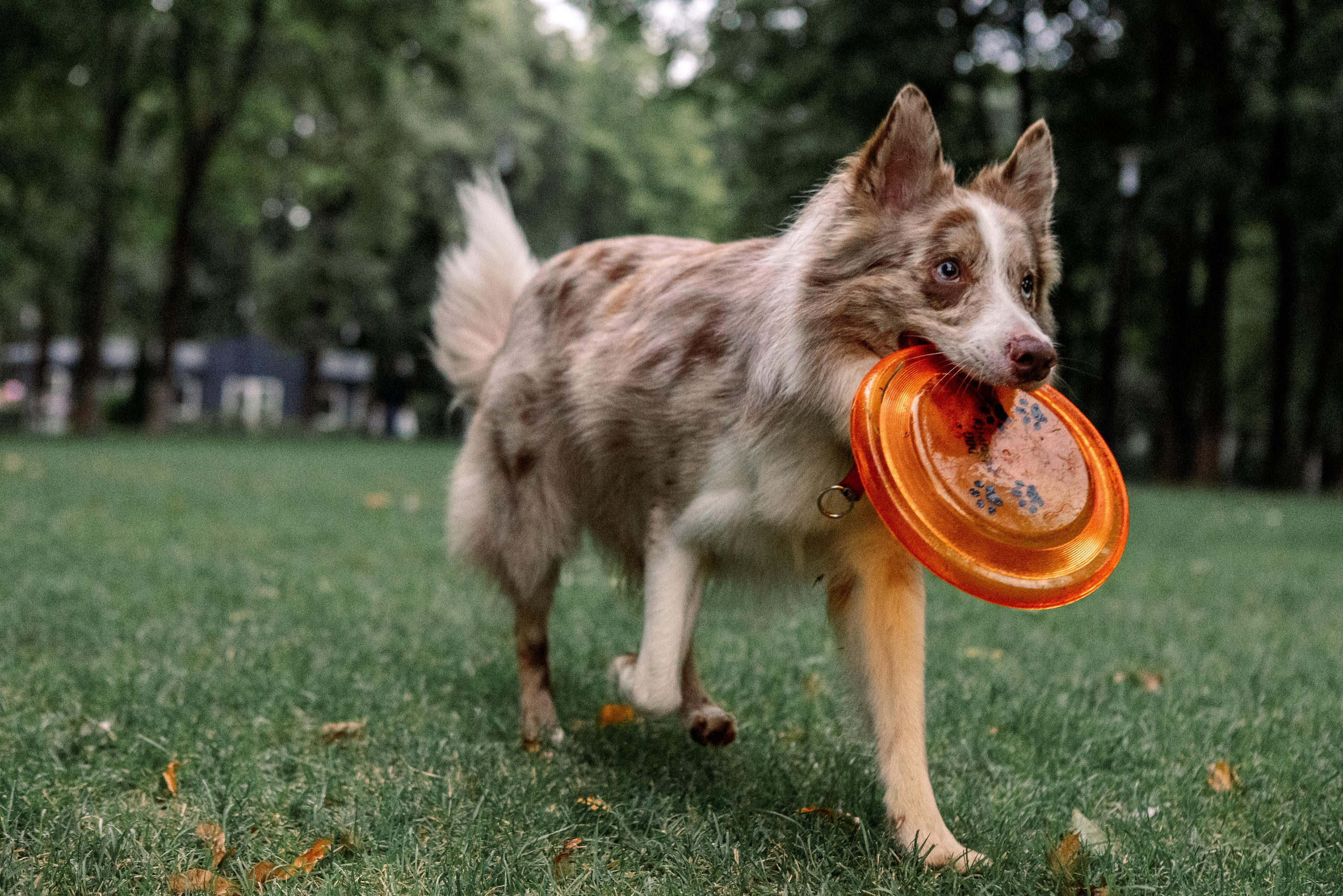 Настя, Ваня, Бейлис и Грэгори. Фотограф Анна Луценко Москва