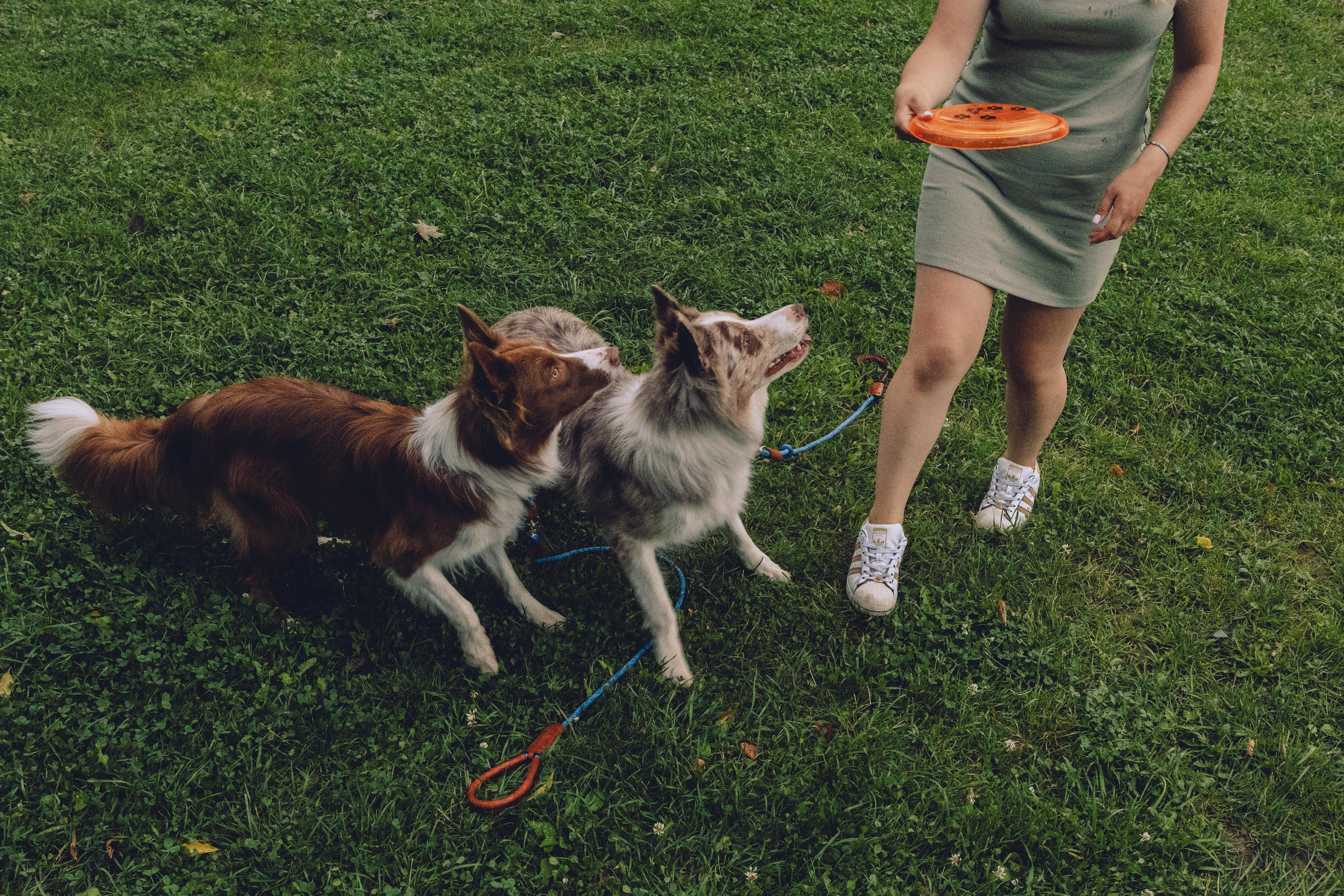 Настя, Ваня, Бейлис и Грэгори. Фотограф Анна Луценко Москва