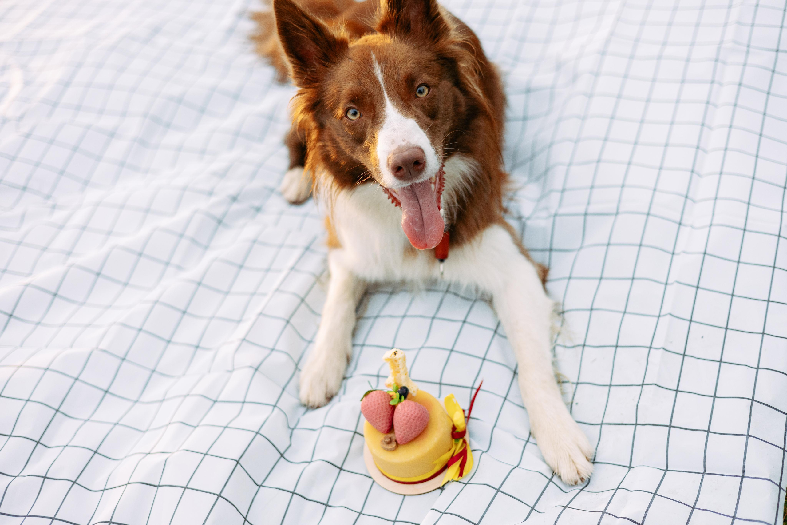 Настя, Ваня, Бейлис и Грэгори. Фотограф Анна Луценко Москва
