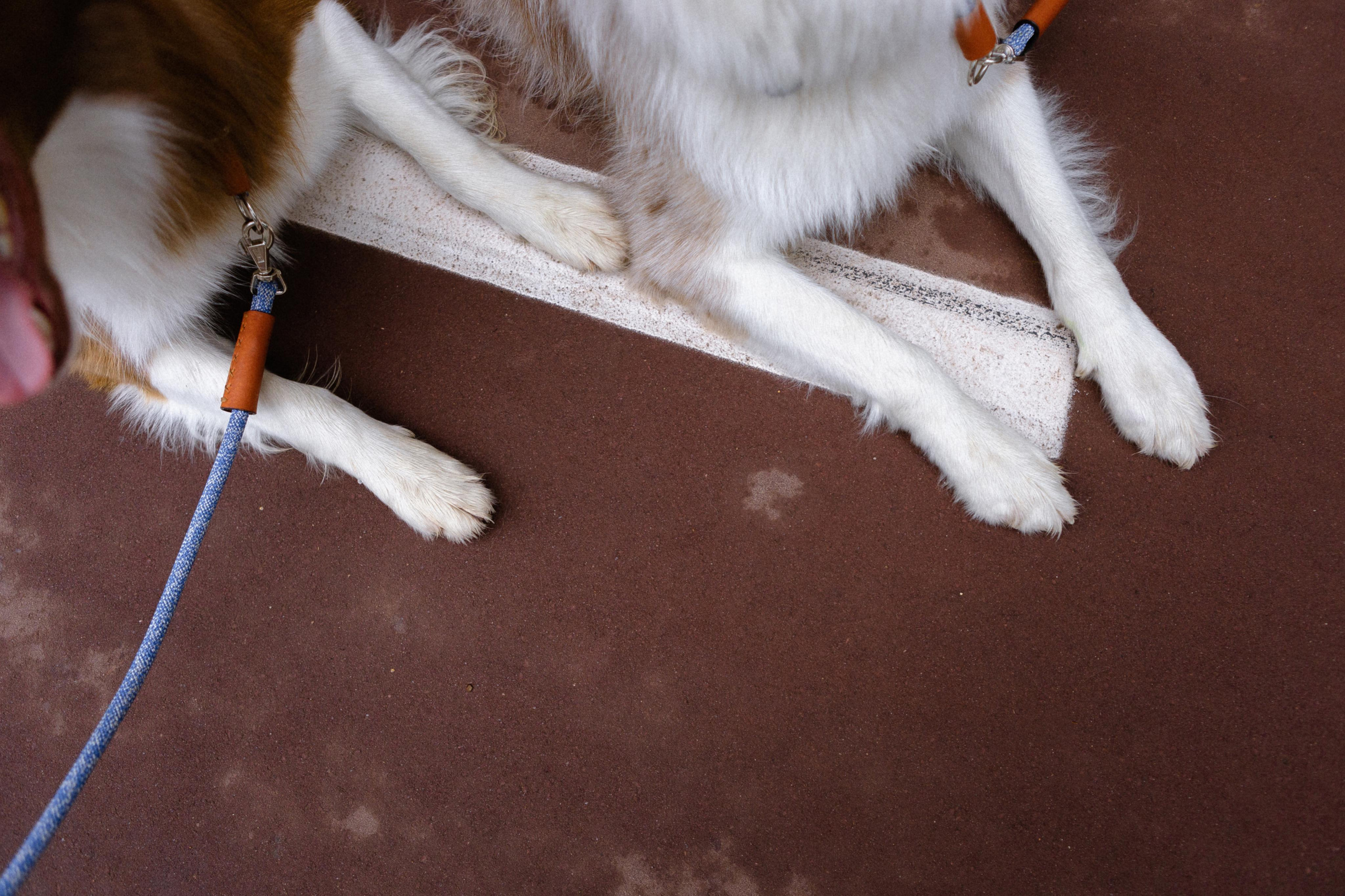 Настя, Ваня, Бейлис и Грэгори. Фотограф Анна Луценко Москва