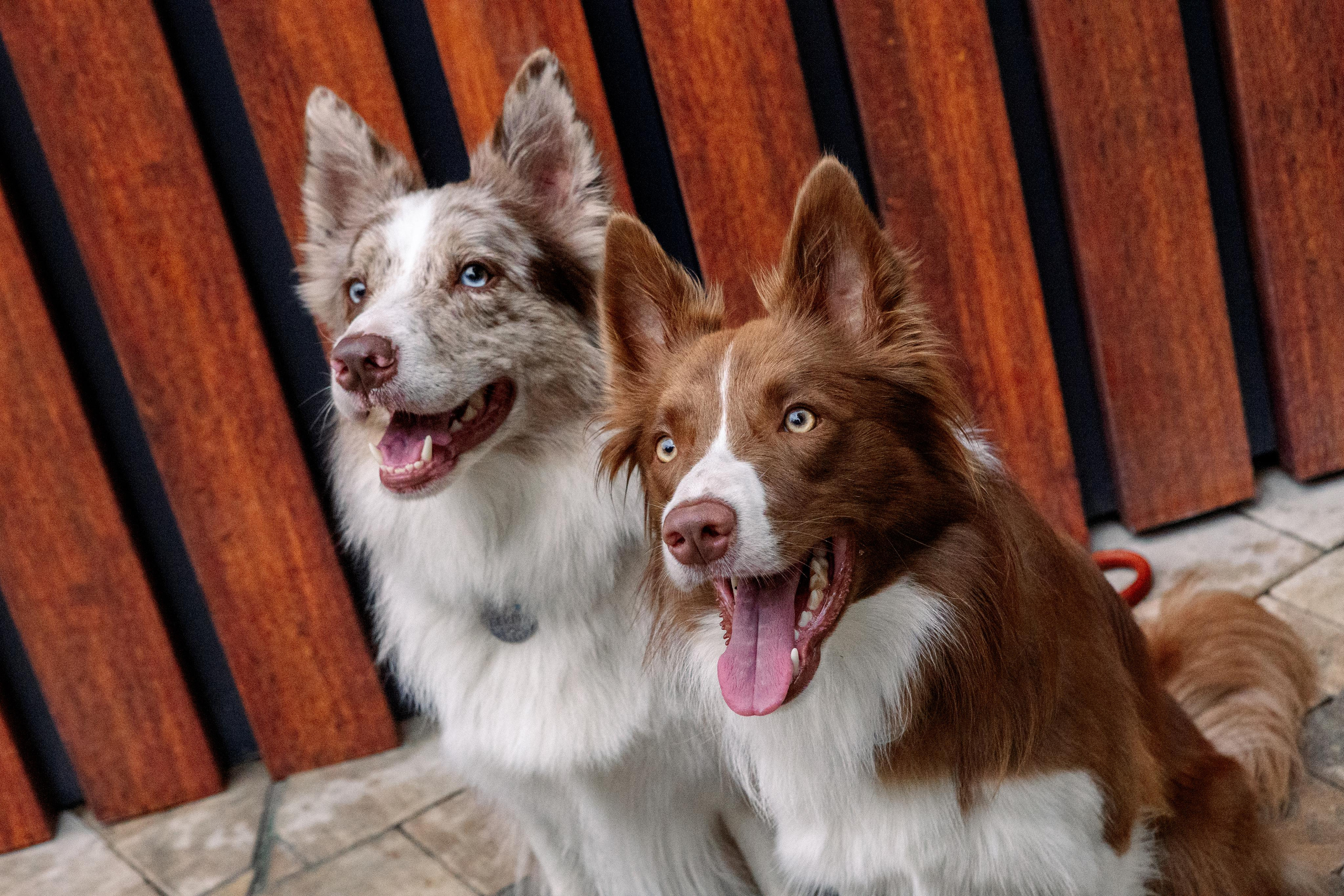 Настя, Ваня, Бейлис и Грэгори. Фотограф Анна Луценко Москва