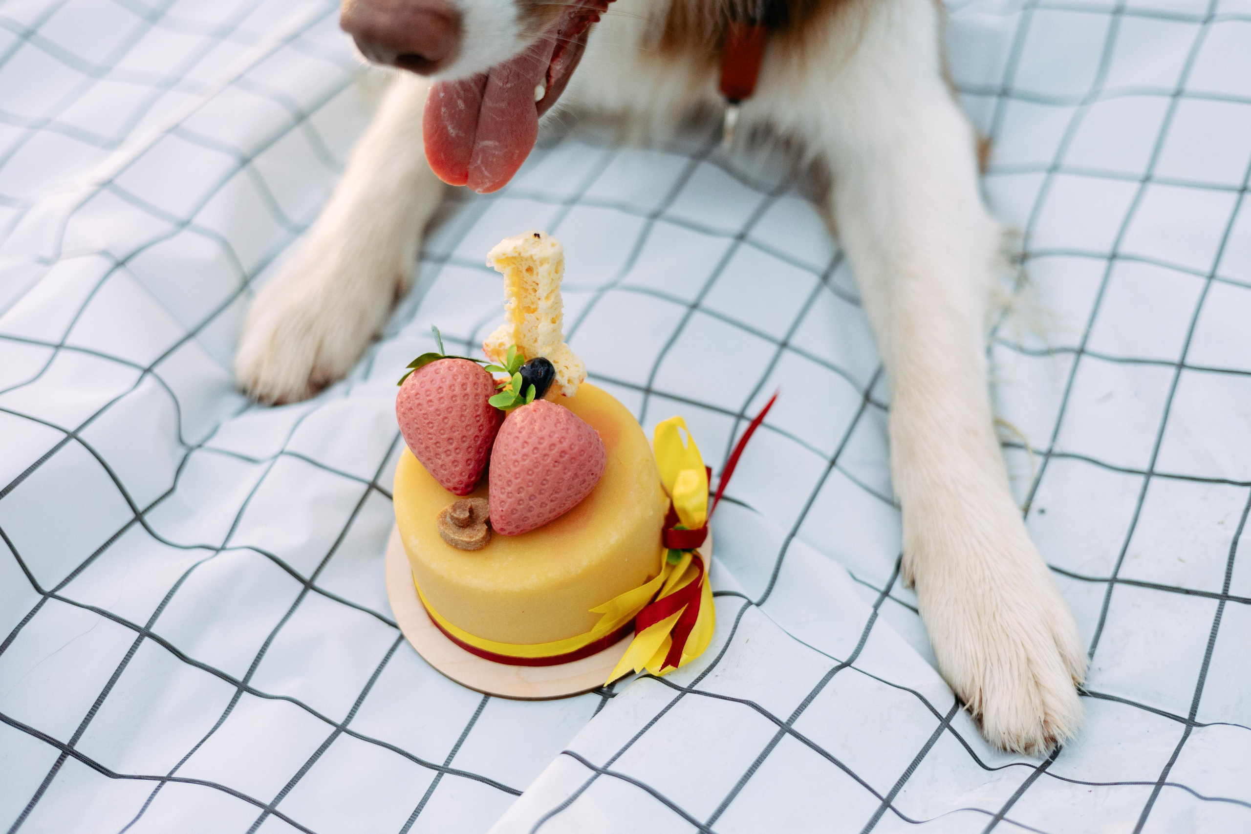 Настя, Ваня, Бейлис и Грэгори. Фотограф Анна Луценко Москва