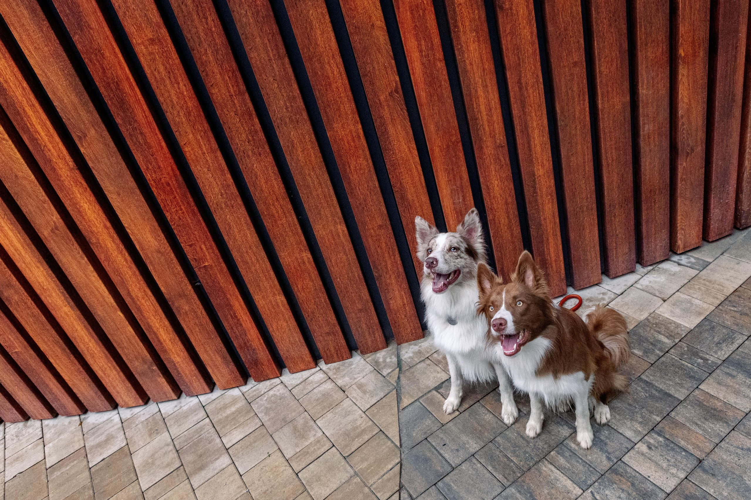 Настя, Ваня, Бейлис и Грэгори. Фотограф Анна Луценко Москва