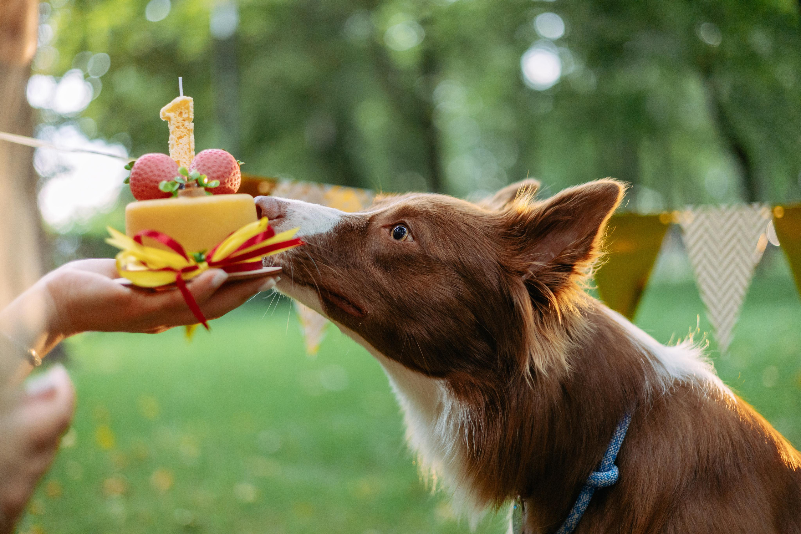 Настя, Ваня, Бейлис и Грэгори. Фотограф Анна Луценко Москва