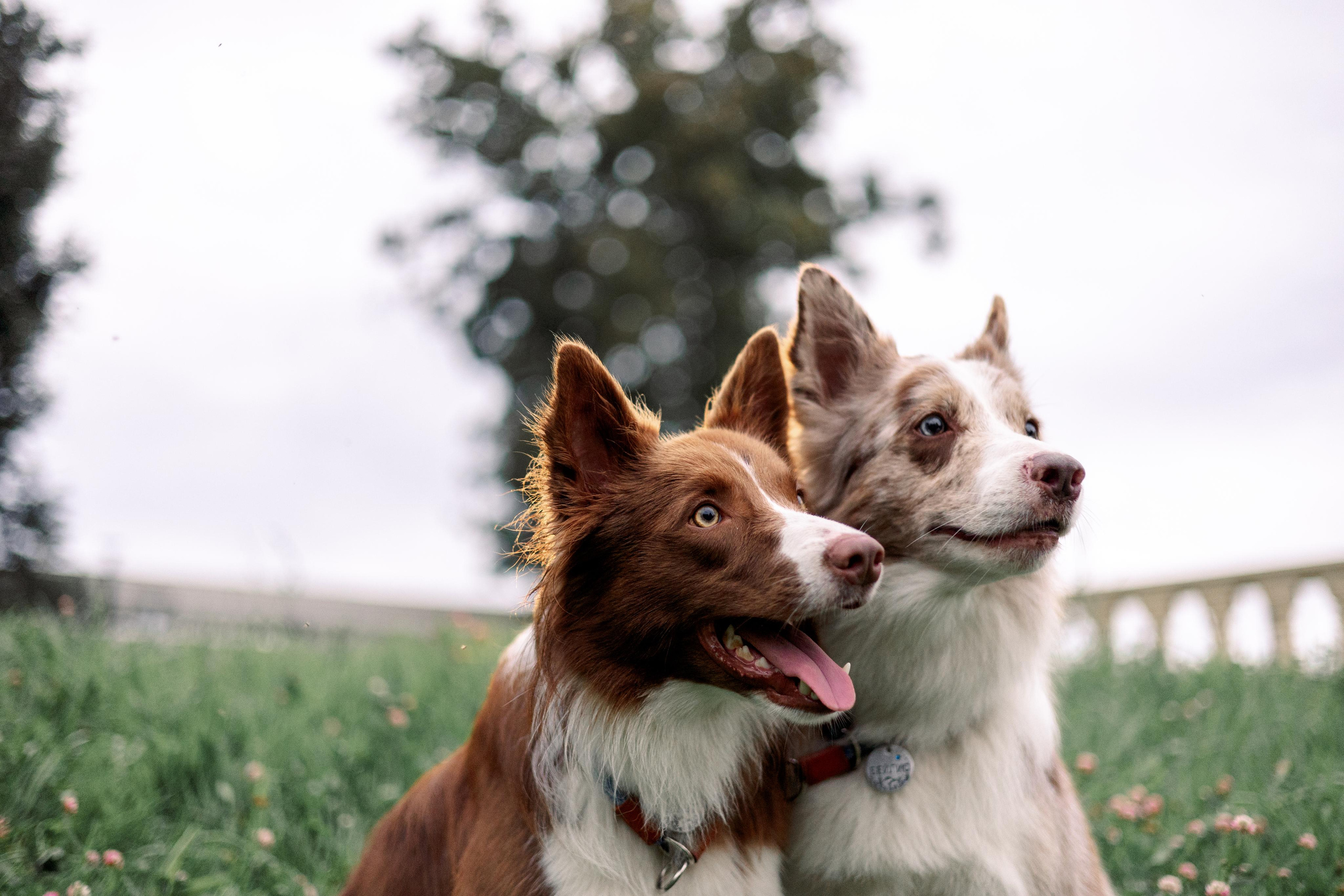 Настя, Ваня, Бейлис и Грэгори. Фотограф Анна Луценко Москва