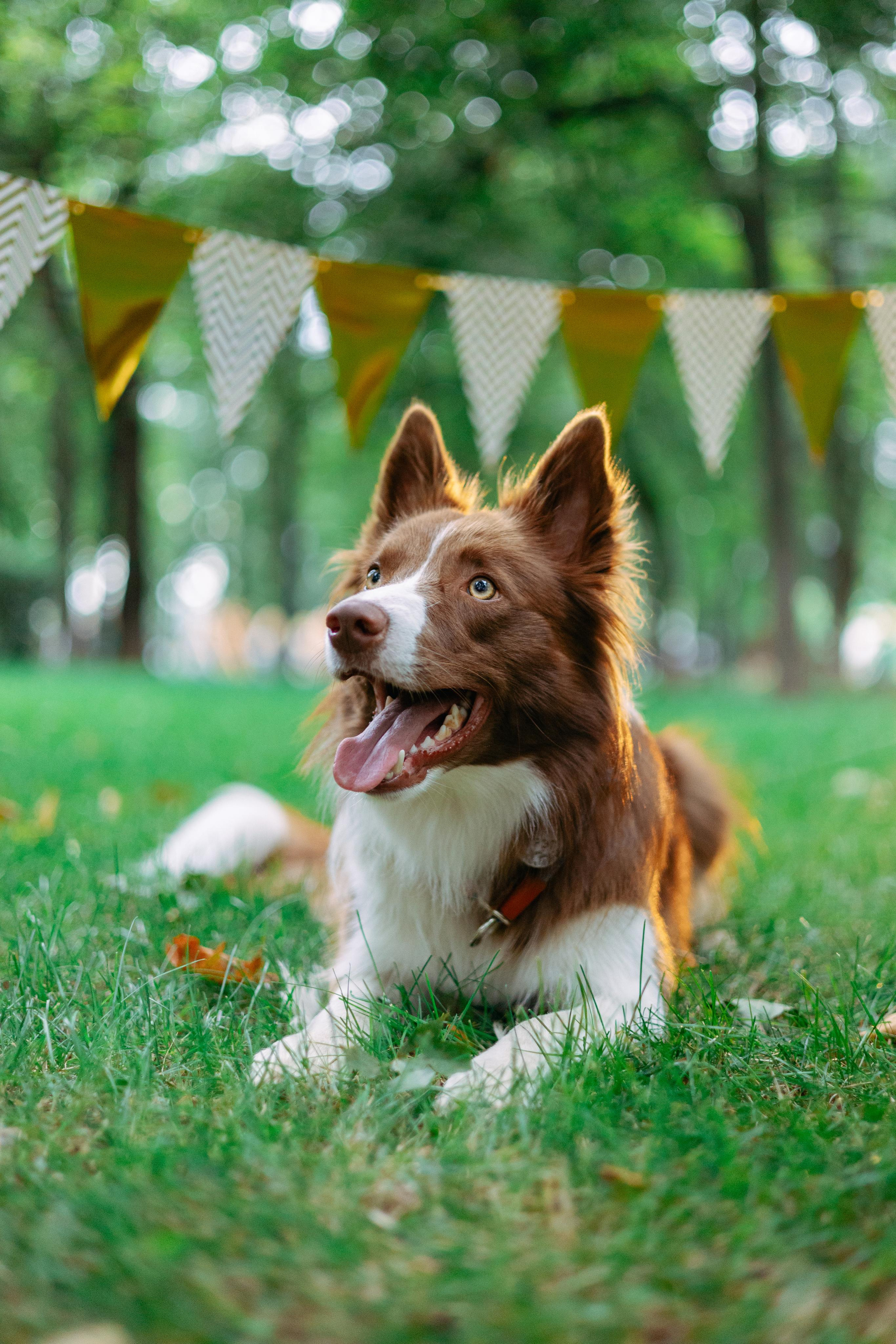 Настя, Ваня, Бейлис и Грэгори. Фотограф Анна Луценко Москва