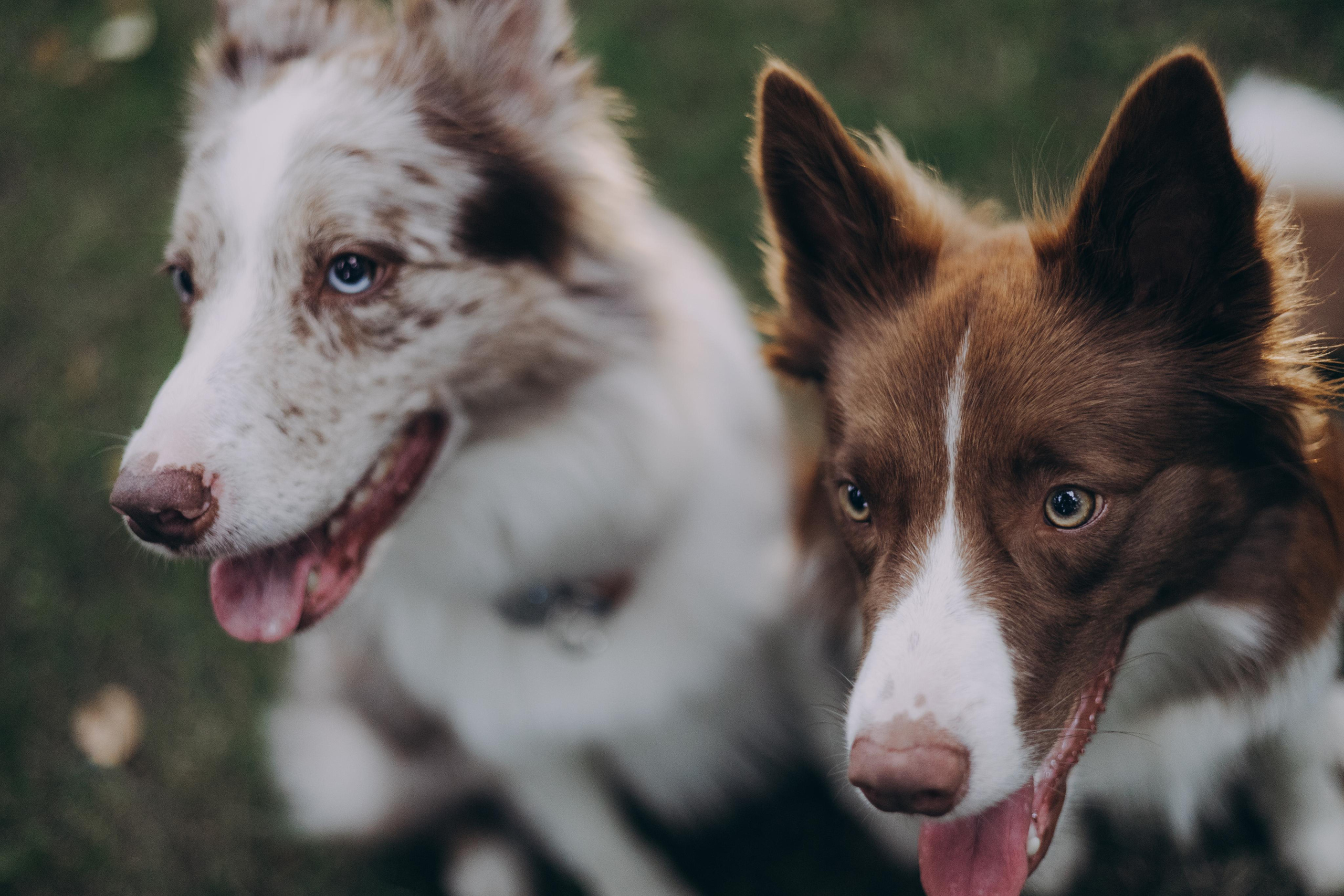 Настя, Ваня, Бейлис и Грэгори. Фотограф Анна Луценко Москва