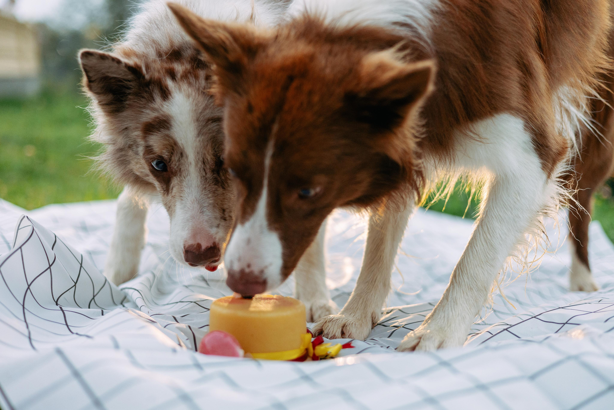 Настя, Ваня, Бейлис и Грэгори. Фотограф Анна Луценко Москва