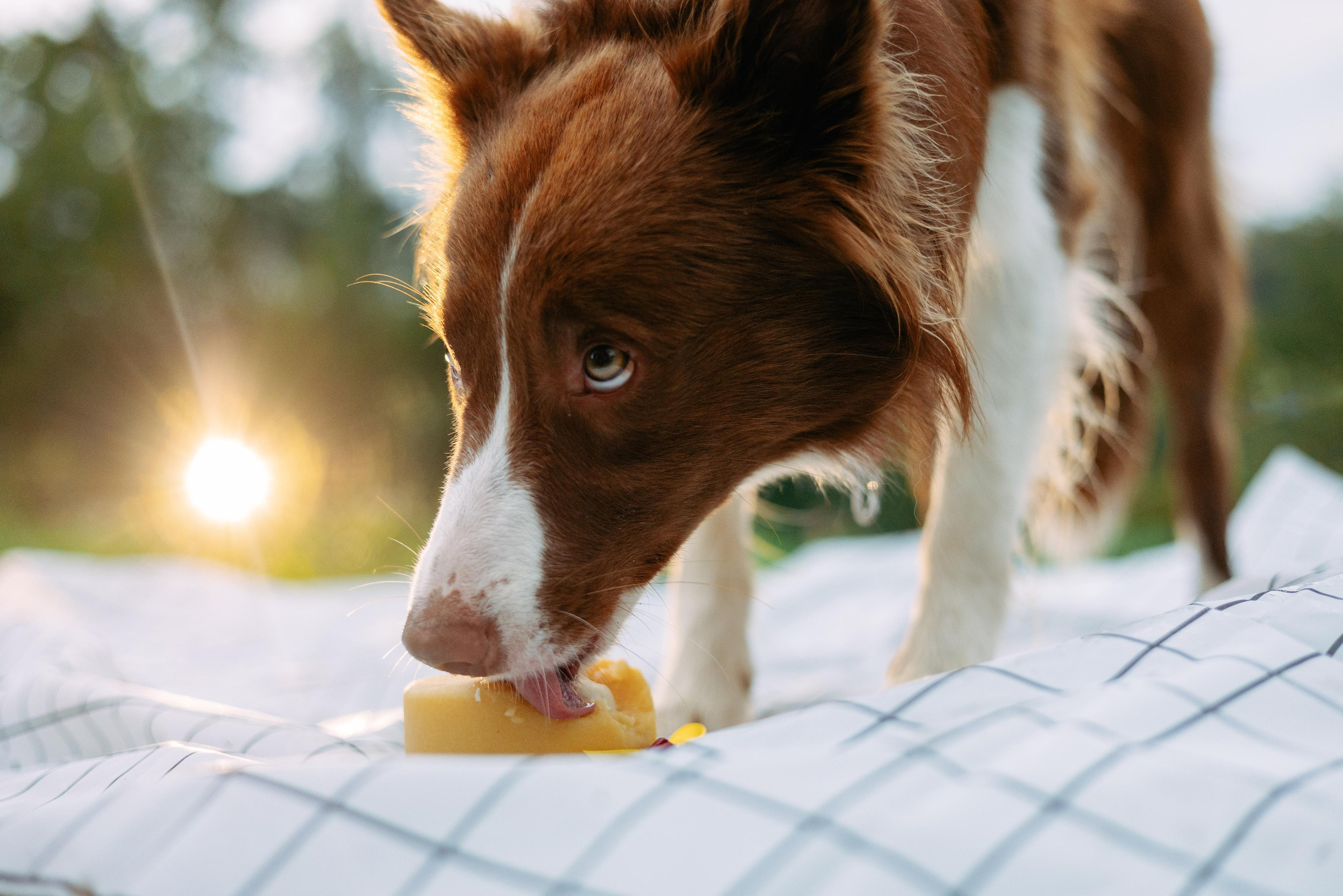 Настя, Ваня, Бейлис и Грэгори. Фотограф Анна Луценко Москва