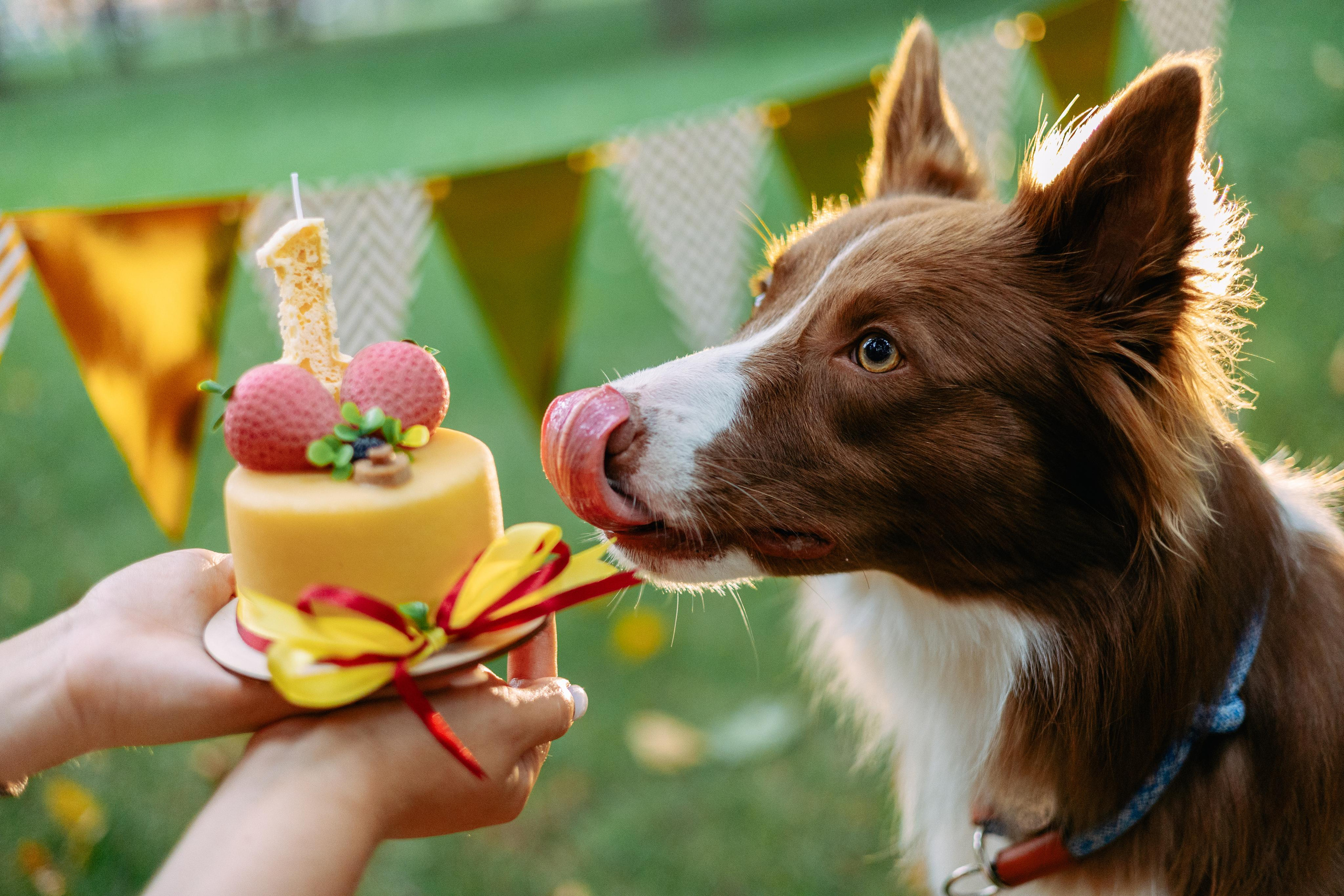 Настя, Ваня, Бейлис и Грэгори. Фотограф Анна Луценко Москва