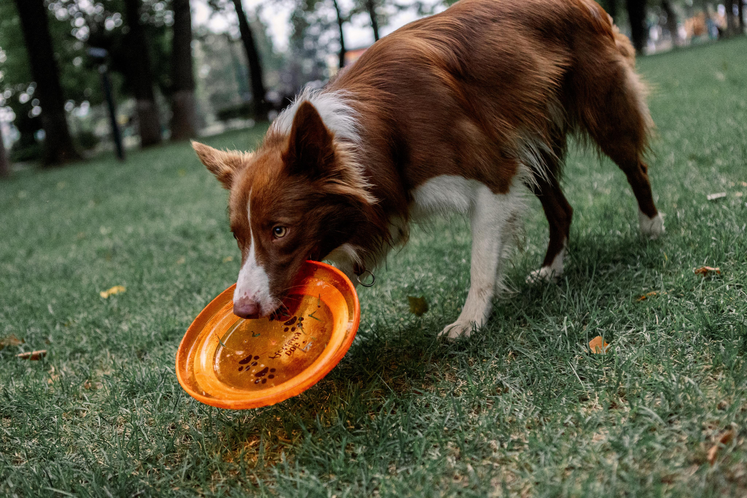 Настя, Ваня, Бейлис и Грэгори. Фотограф Анна Луценко Москва