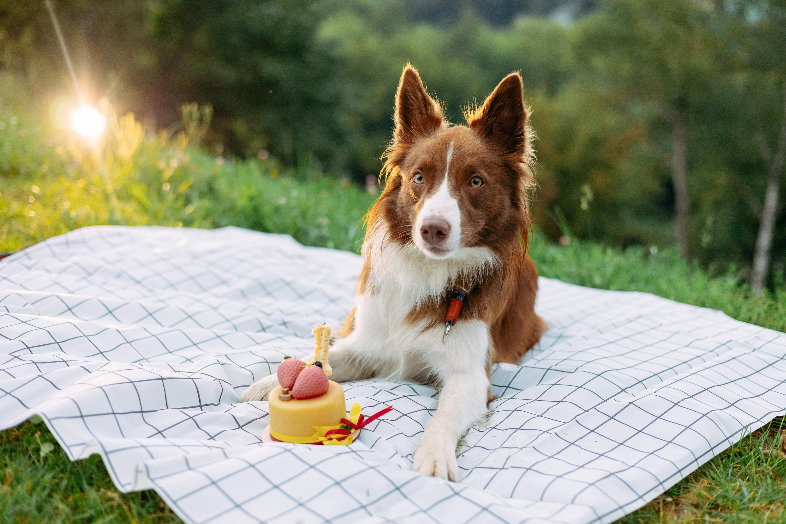 Настя, Ваня, Бейлис и Грэгори. Фотограф Анна Луценко Москва