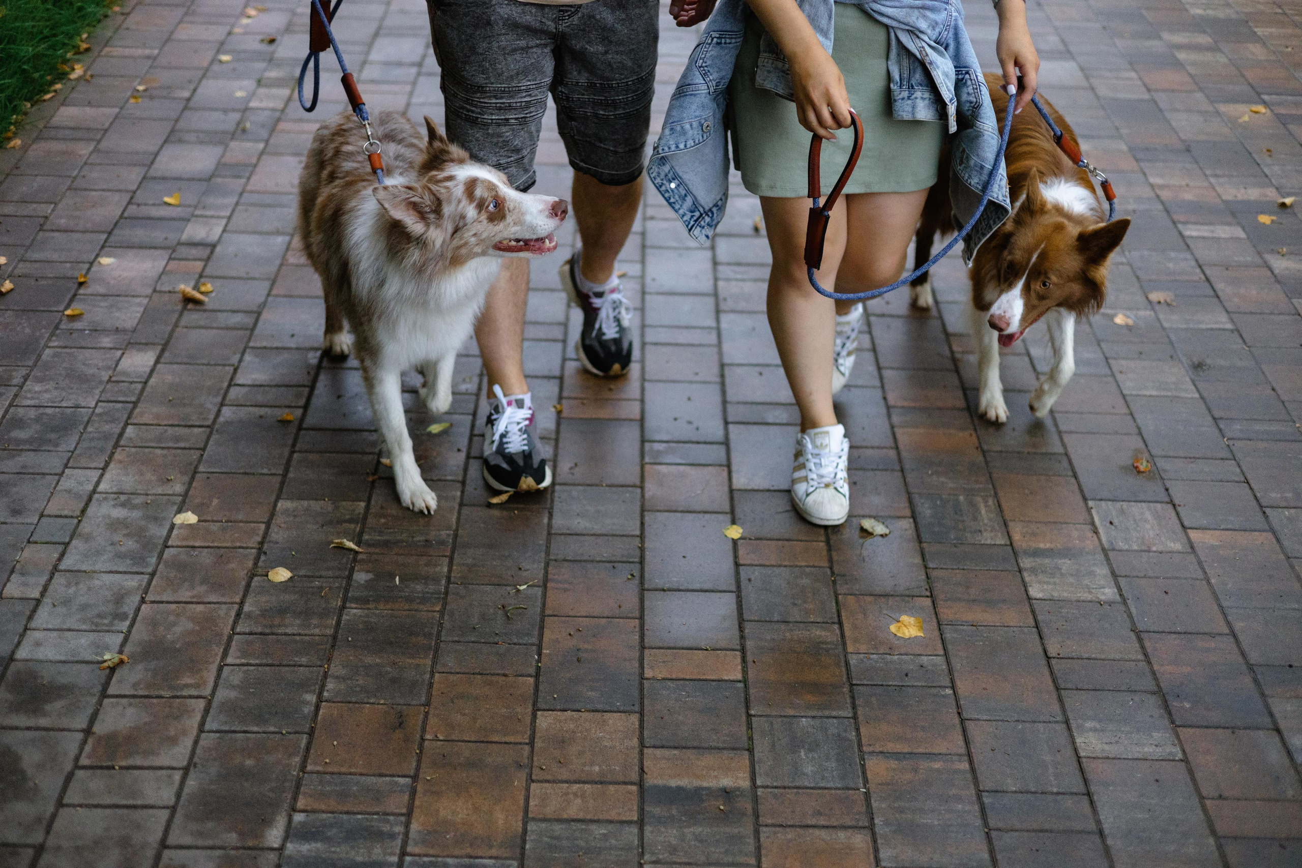 Настя, Ваня, Бейлис и Грэгори. Фотограф Анна Луценко Москва