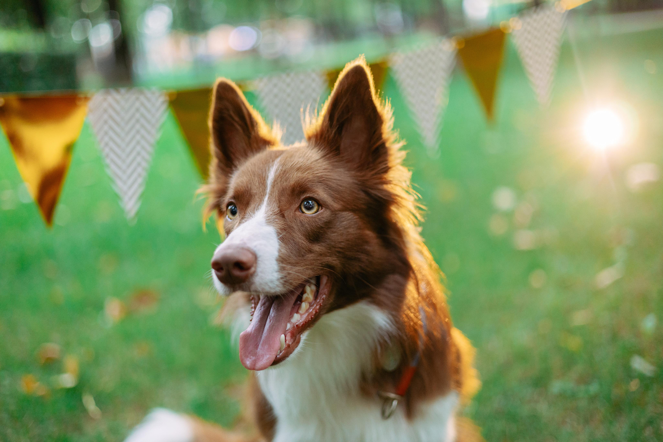 Настя, Ваня, Бейлис и Грэгори. Фотограф Анна Луценко Москва