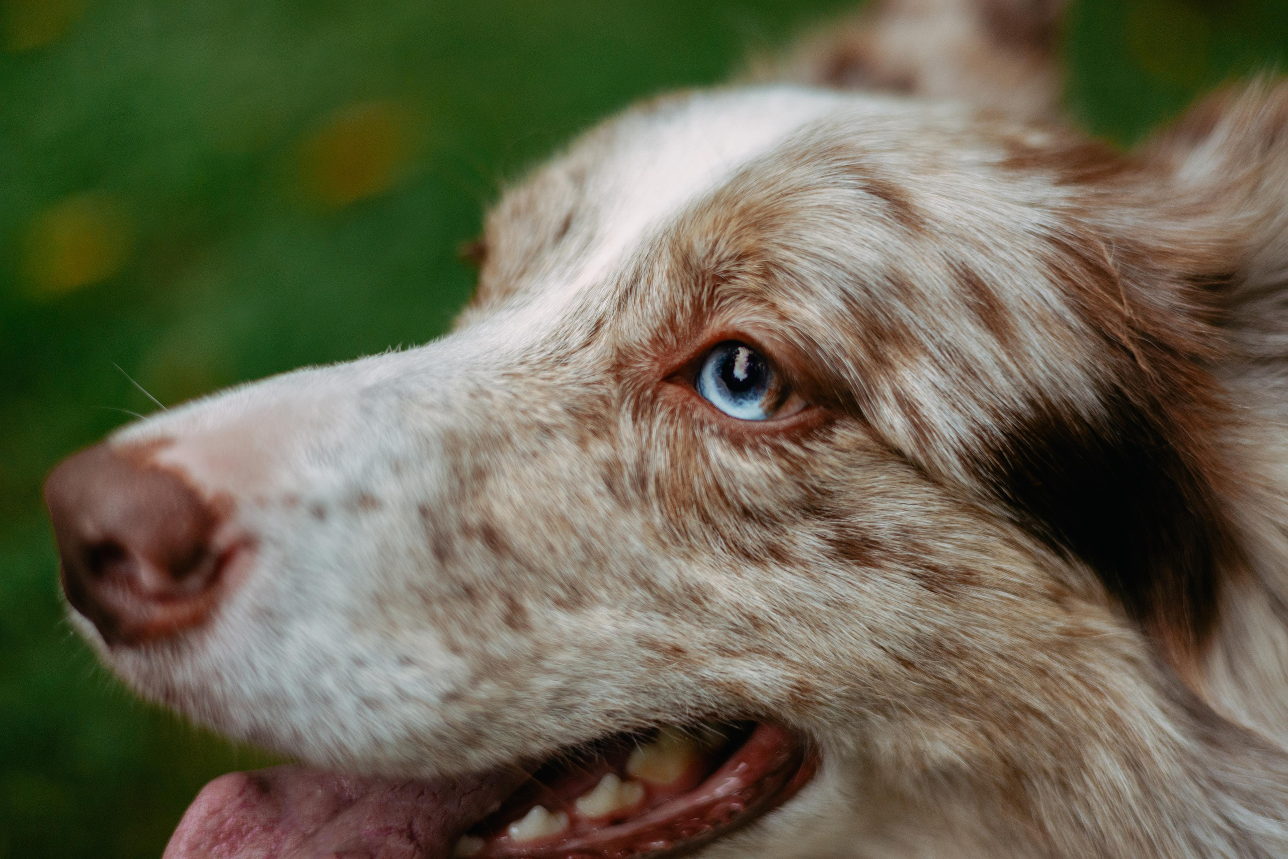 Настя, Ваня, Бейлис и Грэгори. Фотограф Анна Луценко Москва
