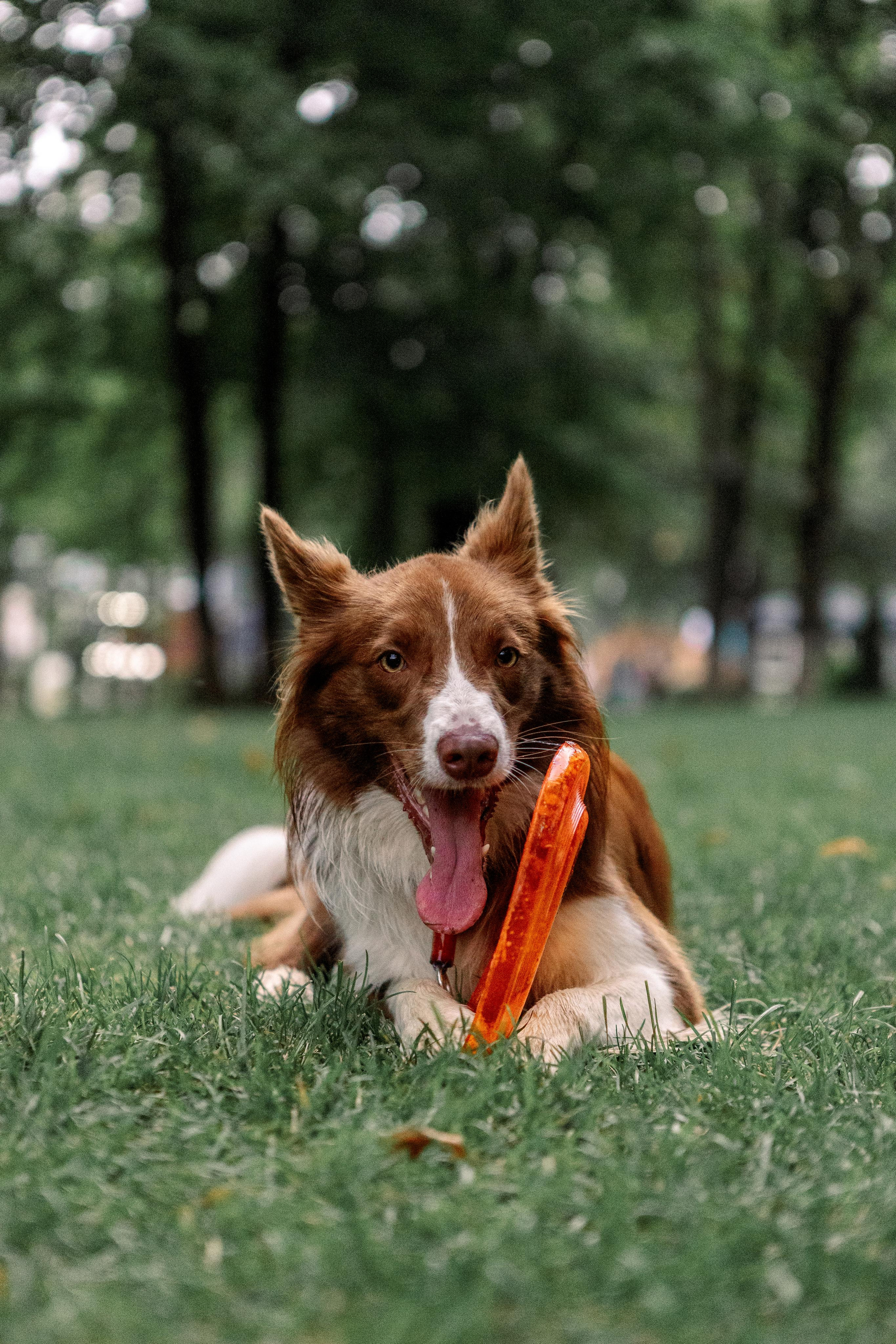 Настя, Ваня, Бейлис и Грэгори. Фотограф Анна Луценко Москва