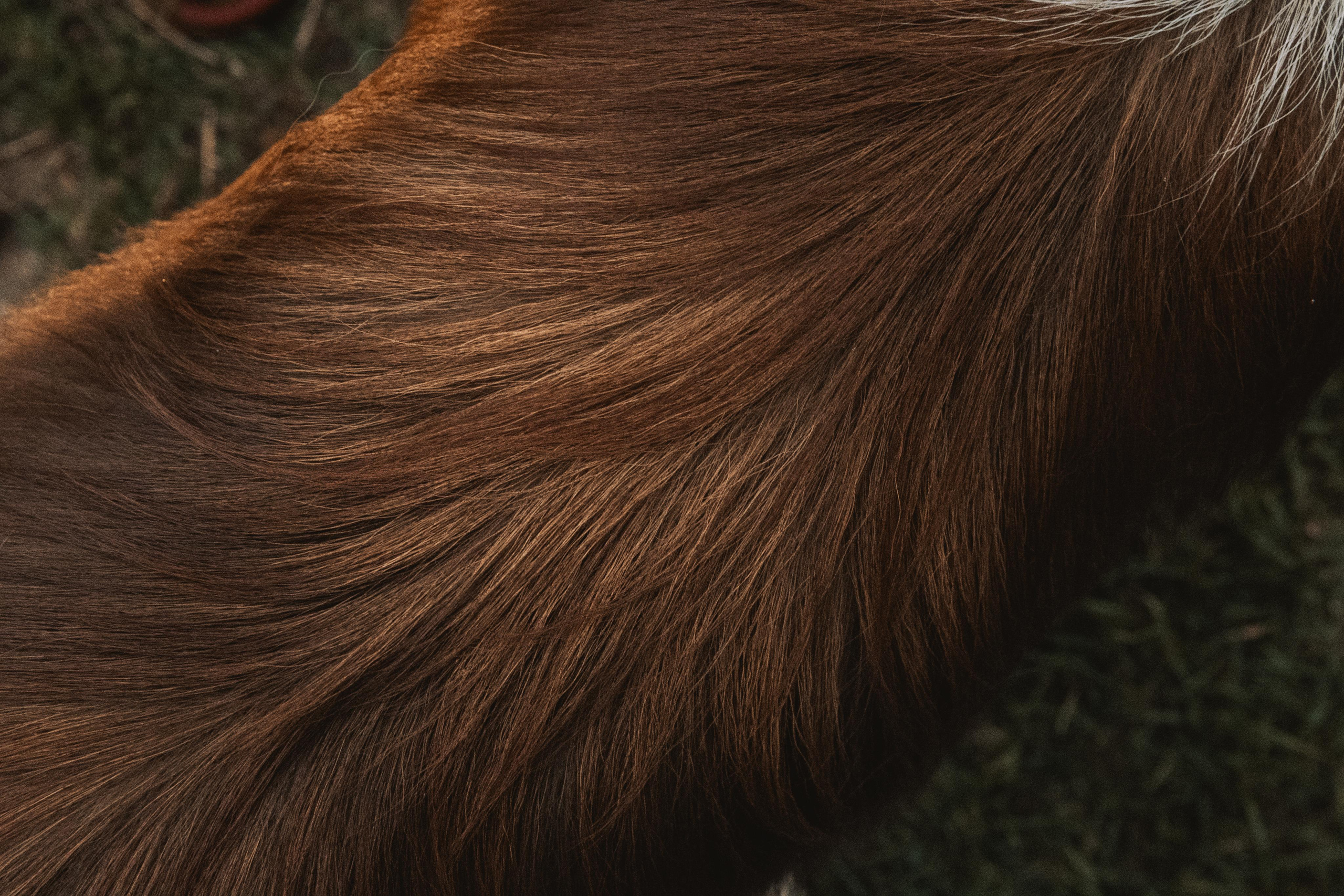 Настя, Ваня, Бейлис и Грэгори. Фотограф Анна Луценко Москва