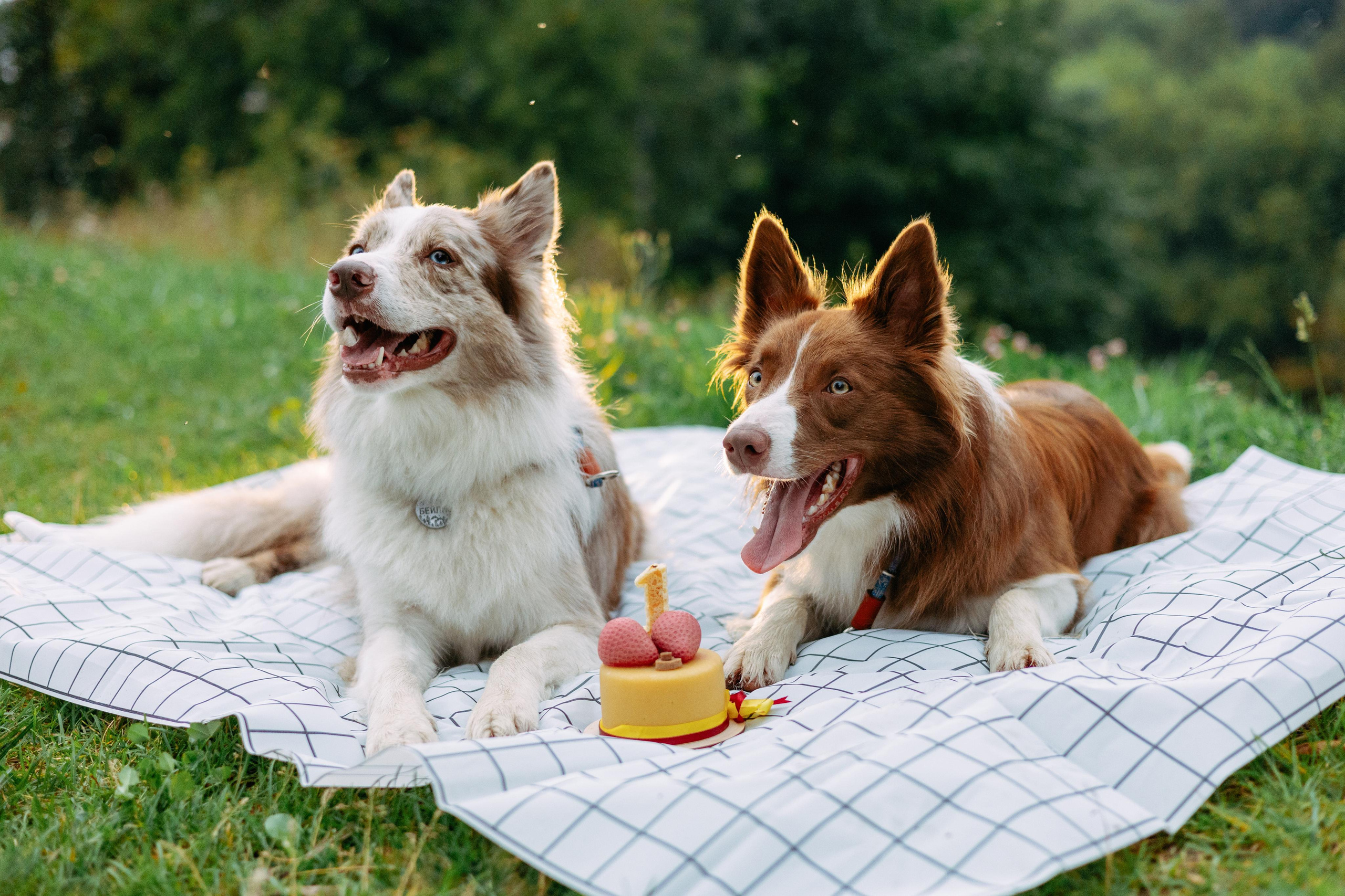 Настя, Ваня, Бейлис и Грэгори. Фотограф Анна Луценко Москва