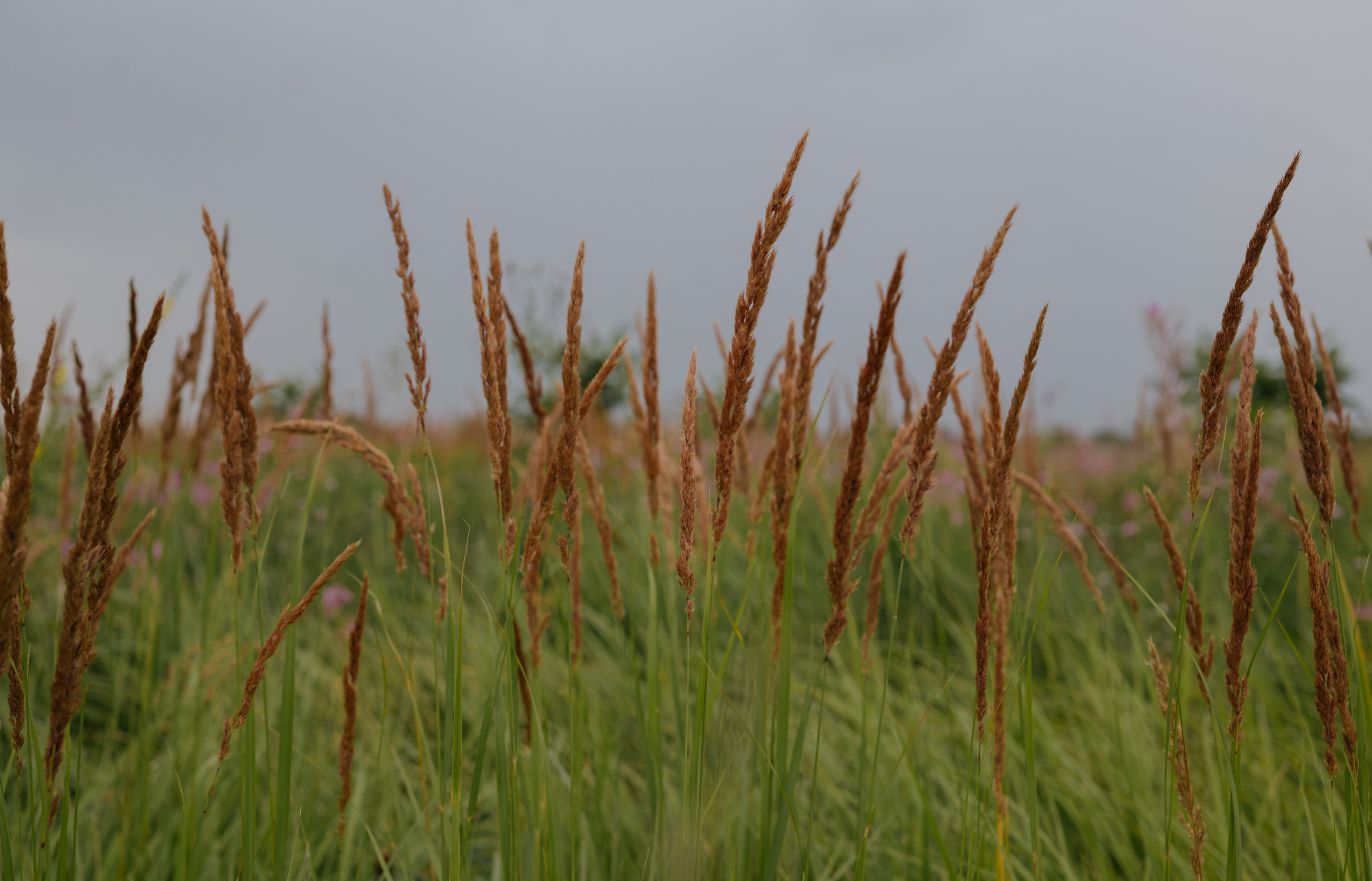Тимур и Регина. Свадебный фотограф Уфа Дарья Насырова