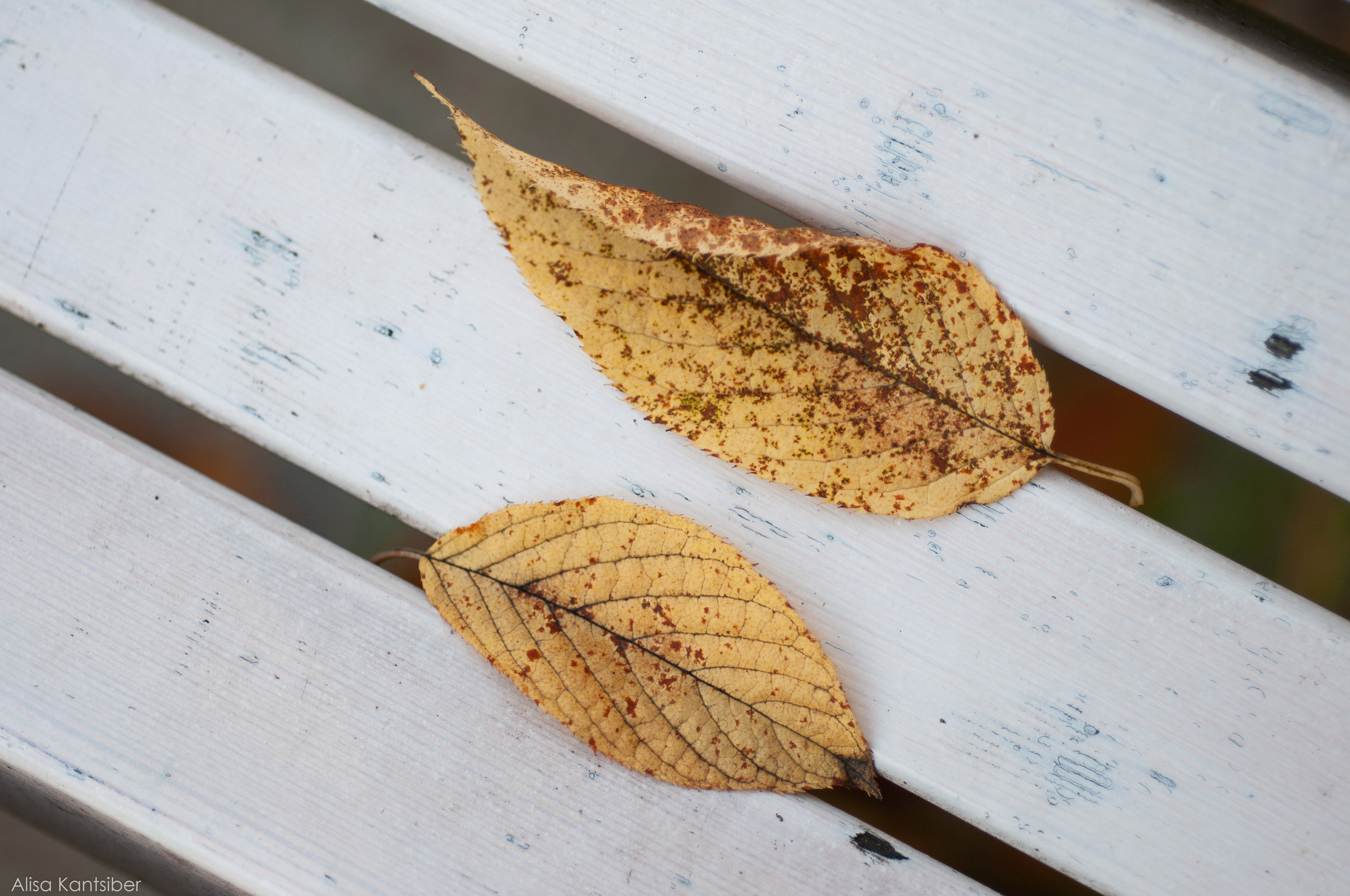 Иван. Фотограф Алиса Канцибер. Москва. Портрет, семейное фото, свадьбы