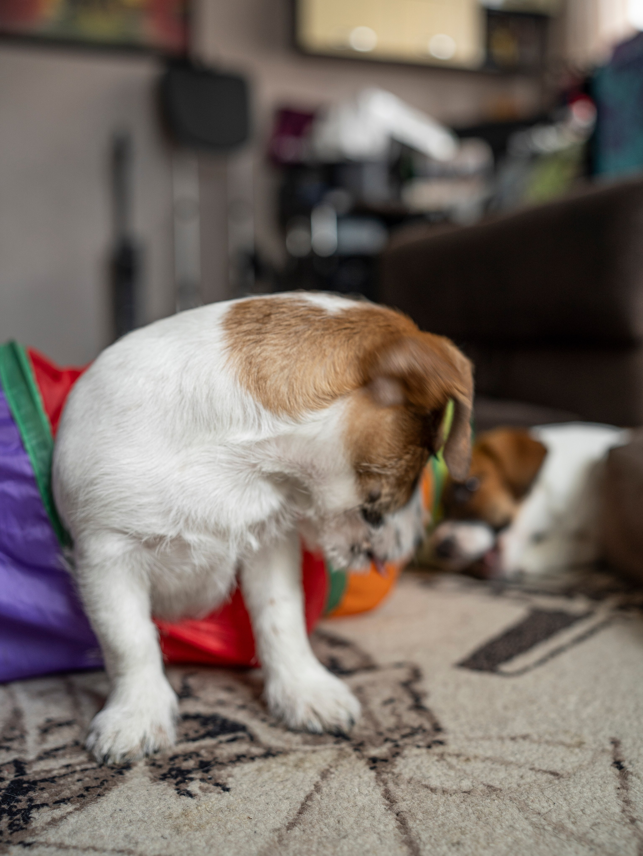 Ляля и Бандит Питомцы. Свадебный и Женский фотограф в г. Кемерово