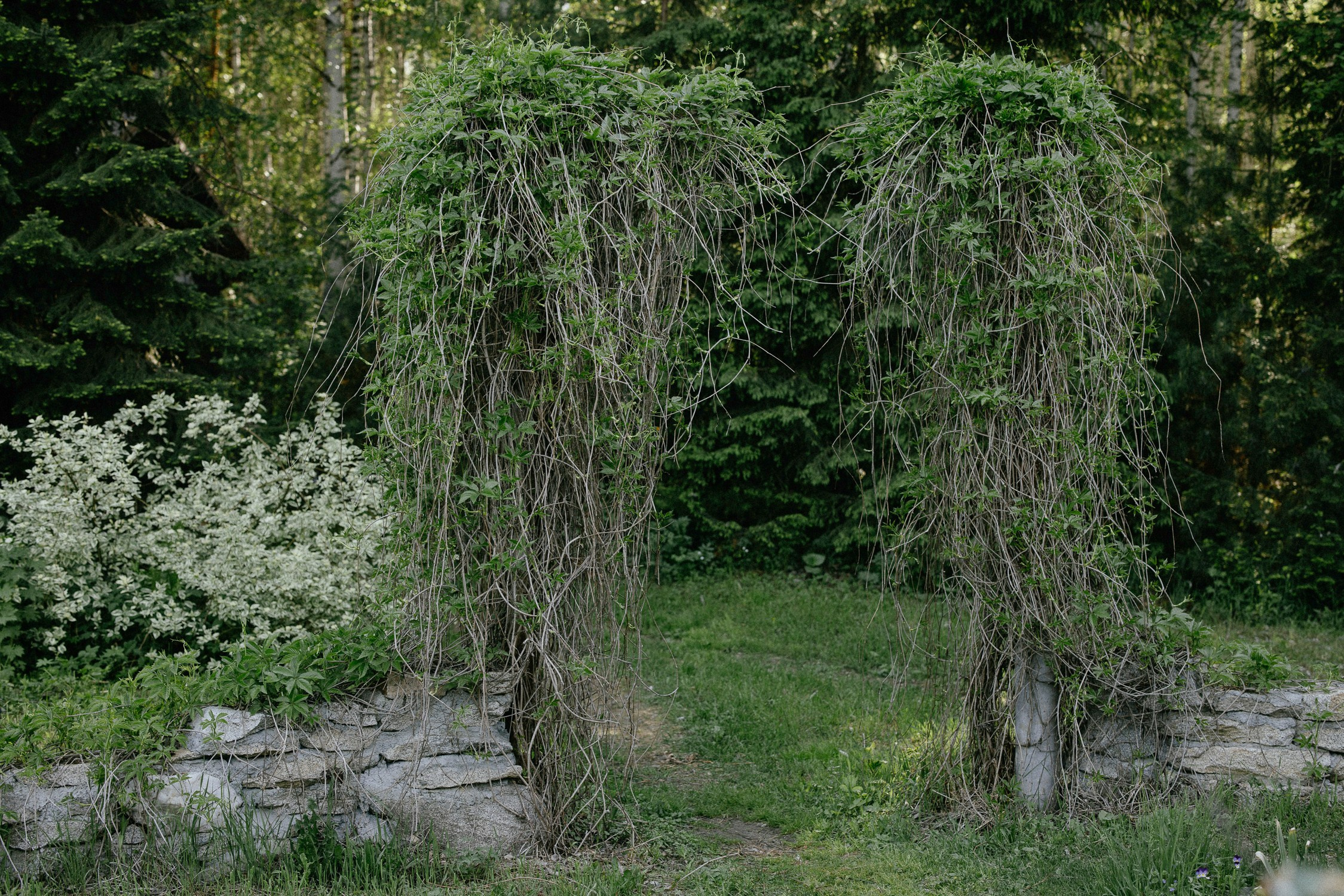 Зал «Сад» фотостудии «Зачарованный Сад» в Екатеринбурге — природная локация для фотосессий. Фотостудия «Зачарованный Сад» в 20 минутах от центра Екатеринбурга