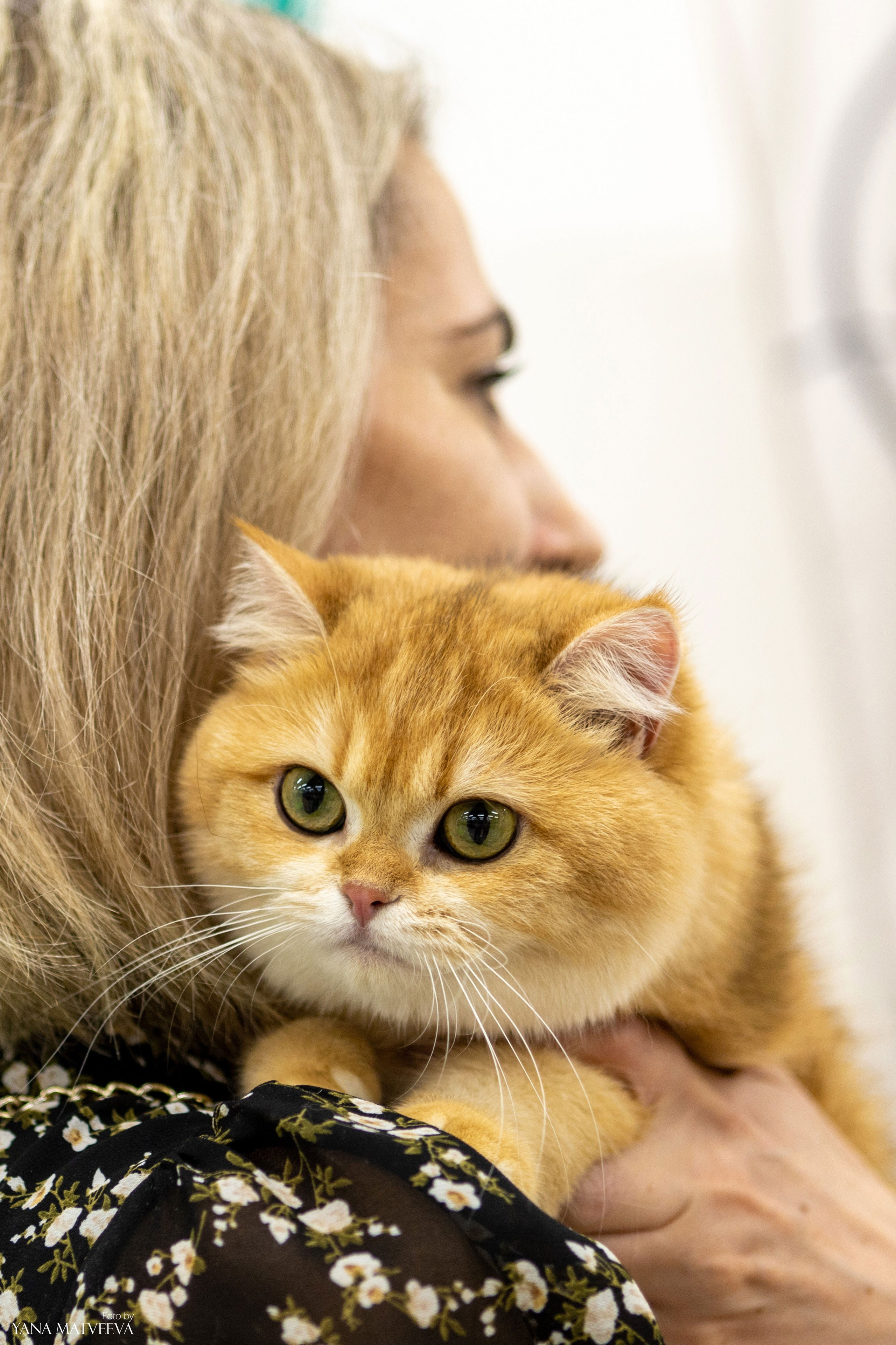 Кошки. Фотограф Яна Матвеева в Ижевске