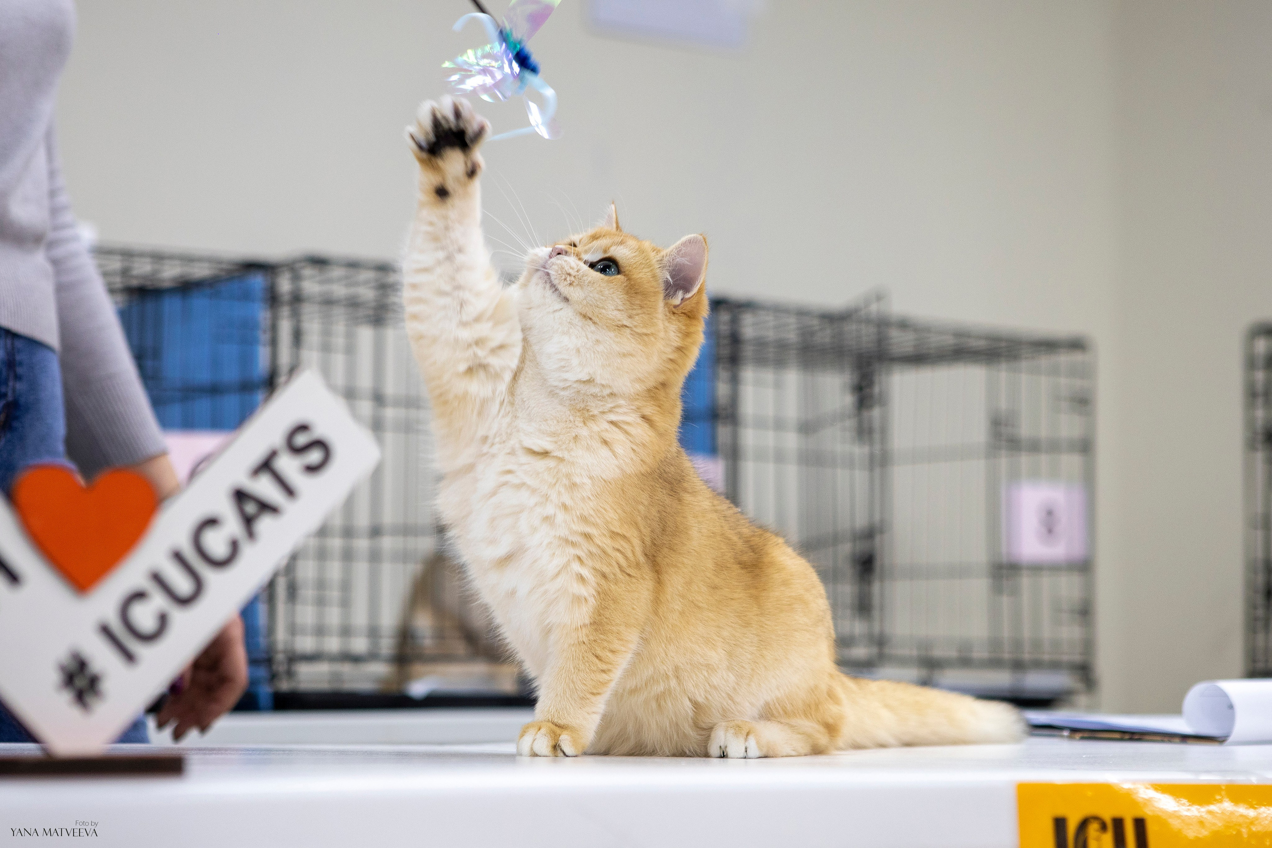 Кошки. Фотограф Яна Матвеева в Ижевске