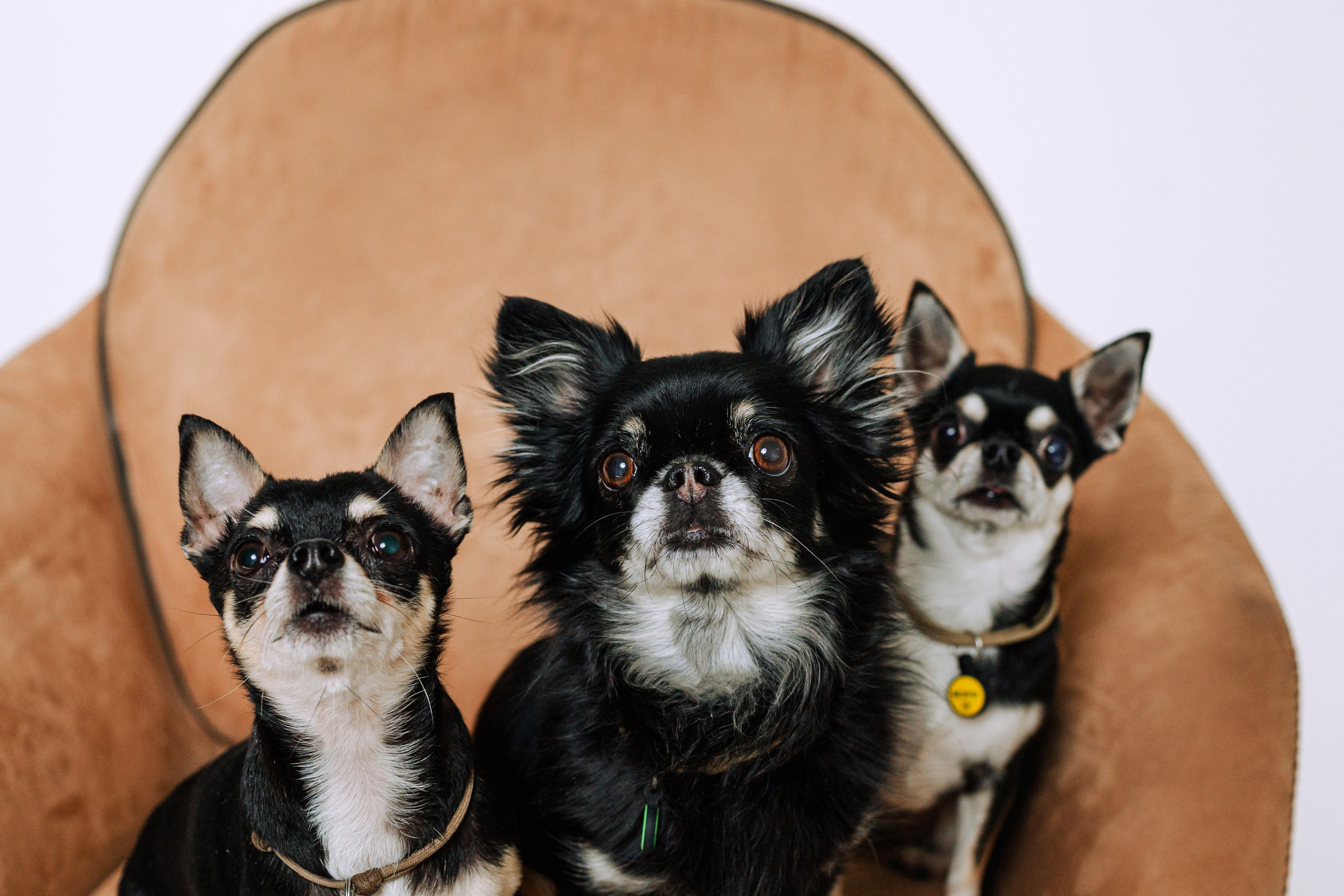 Семейная фотосессия. Фотограф-анималист Татьяна Степанова