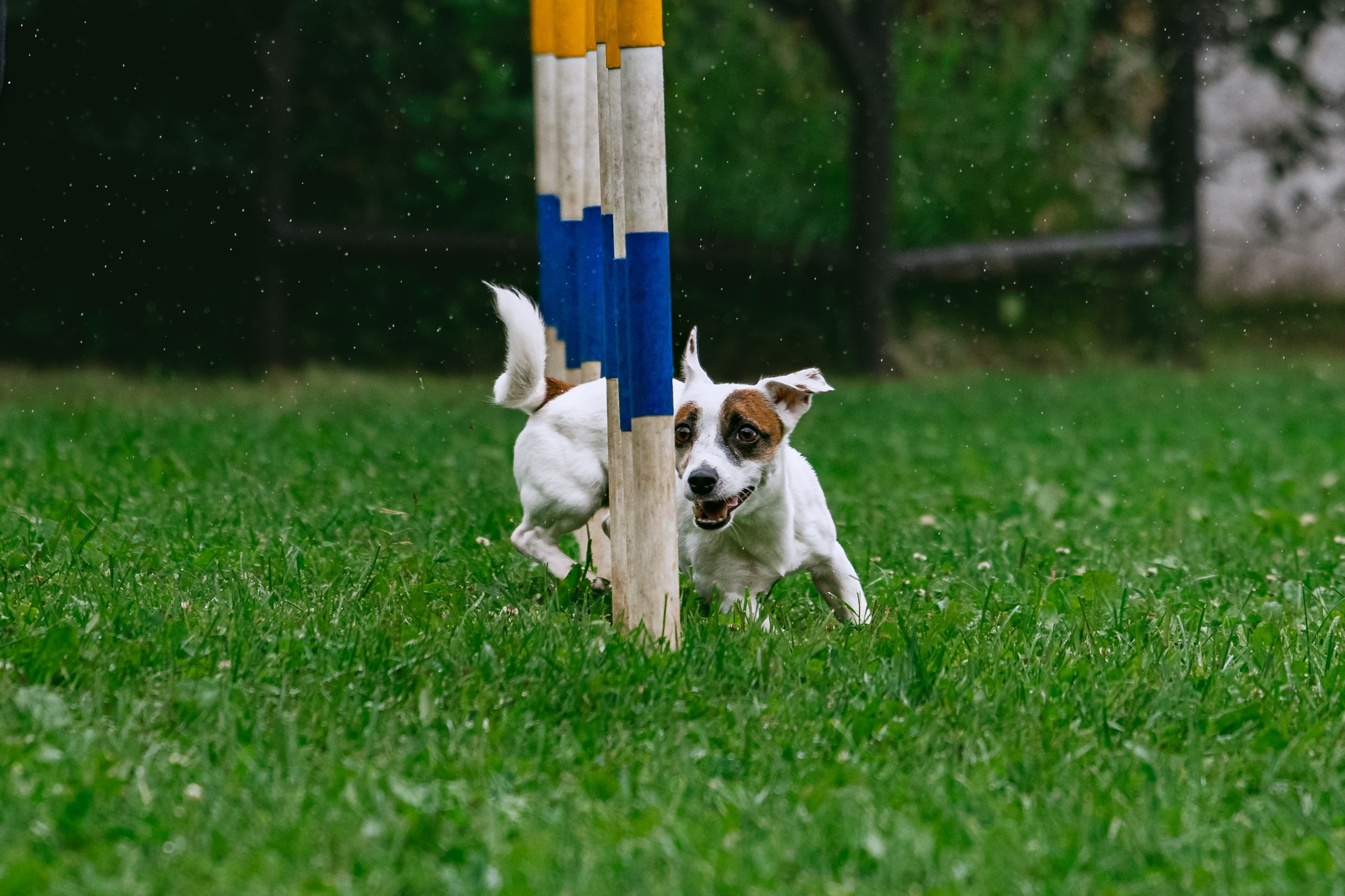 Соревнования по аджилити Долгопрудный 30.06.2025. Фотограф-анималист Татьяна Степанова