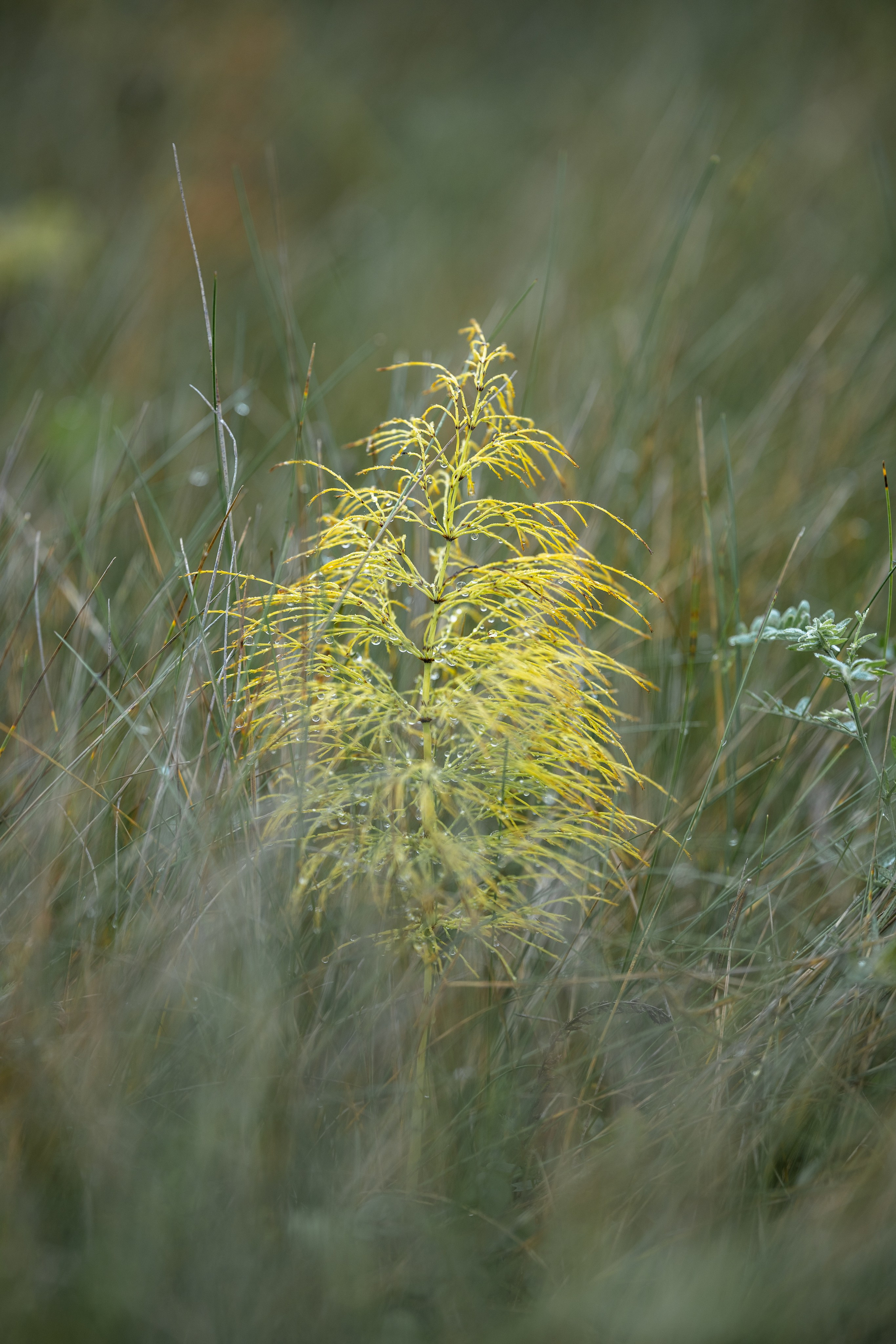 Природные пейзажи. Наталия Клевинскас портретный фотограф в Костроме