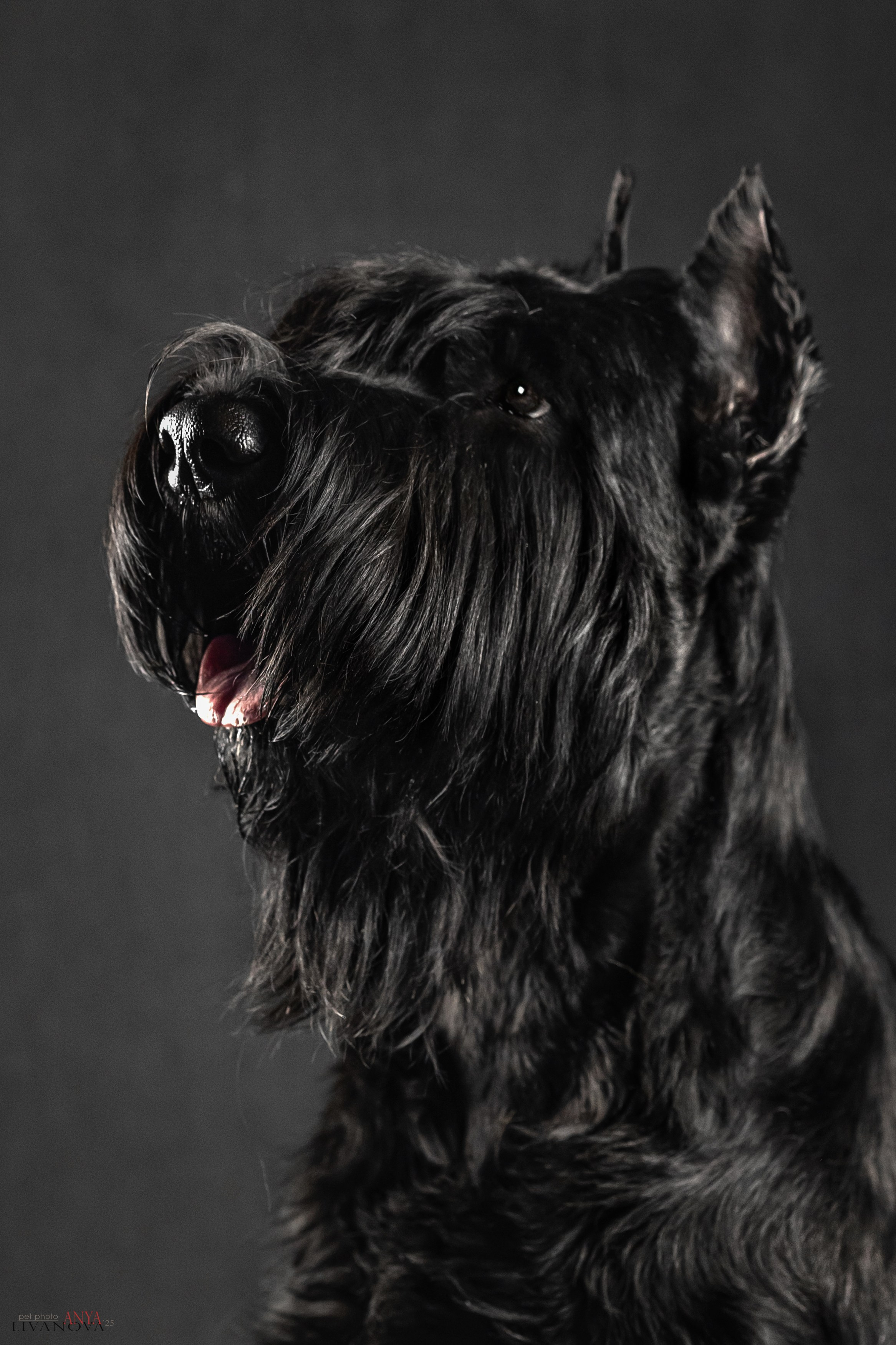 Берта. Фотограф анималист Аня Ливанова | Рыбинск