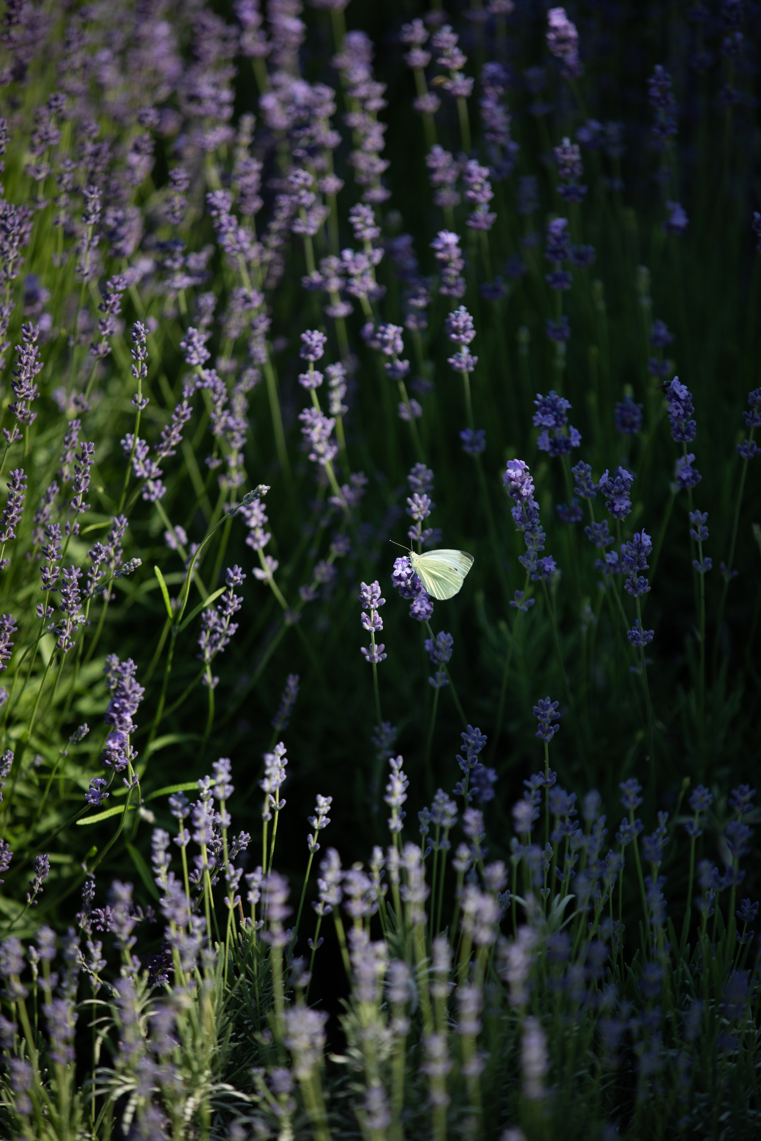D&X. Фотограф Таганрог Хребет София