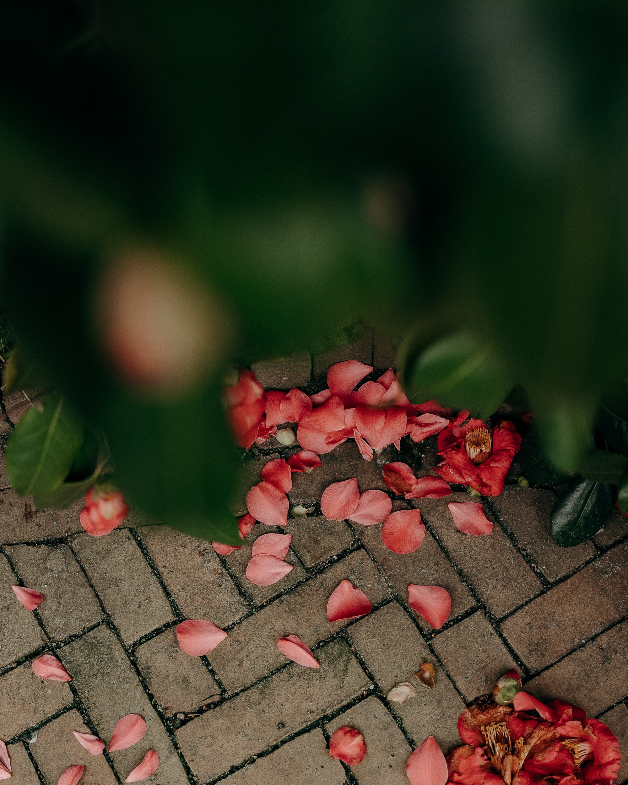 Book a photo shoot. Real moments between people and their dogs