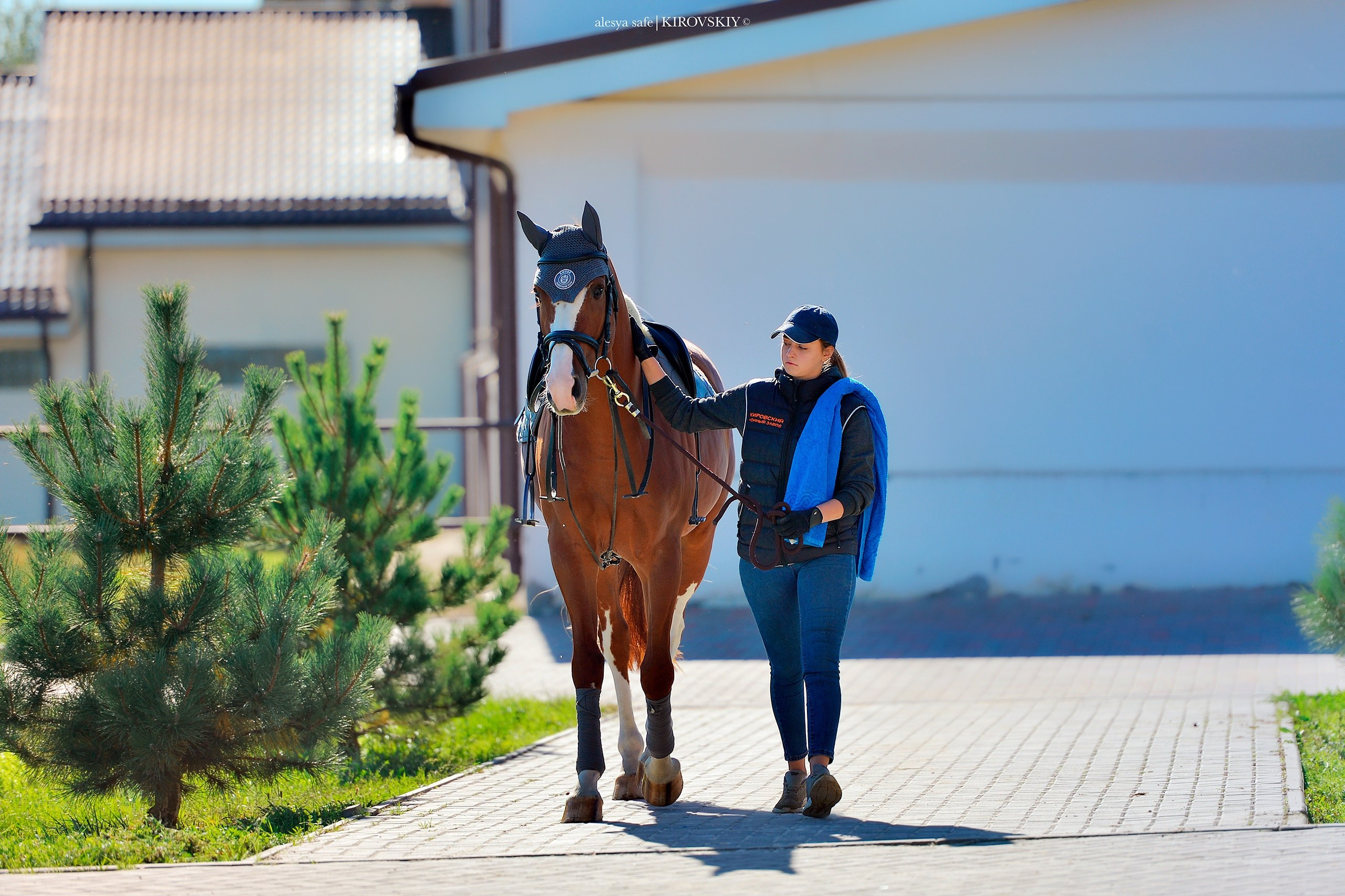 Кировский конный завод. Конный фотограф Alesya Safe