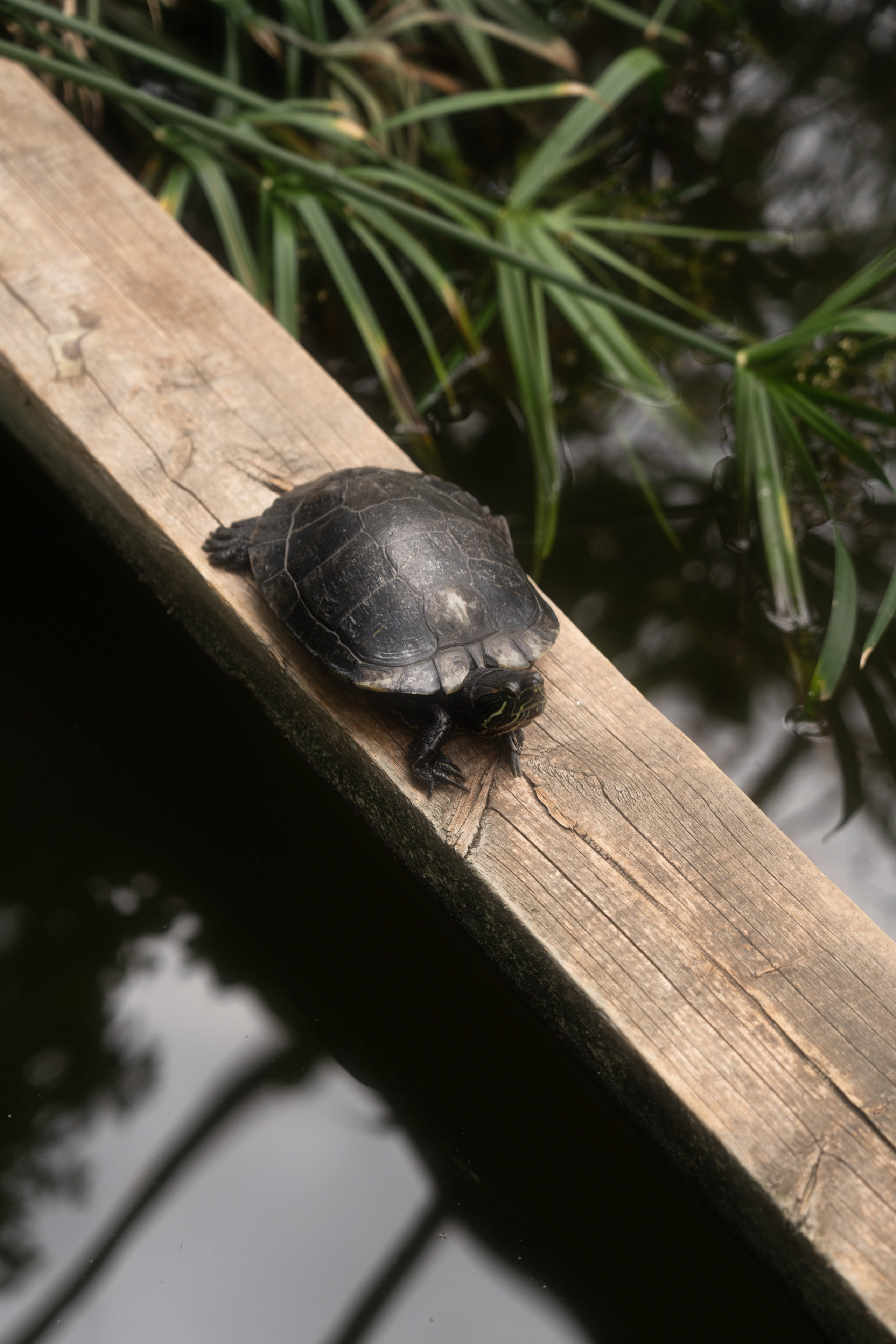 Женская фотосессия в ботаническим саду. Свадебный и семейный фотограф Надежда Соловьева