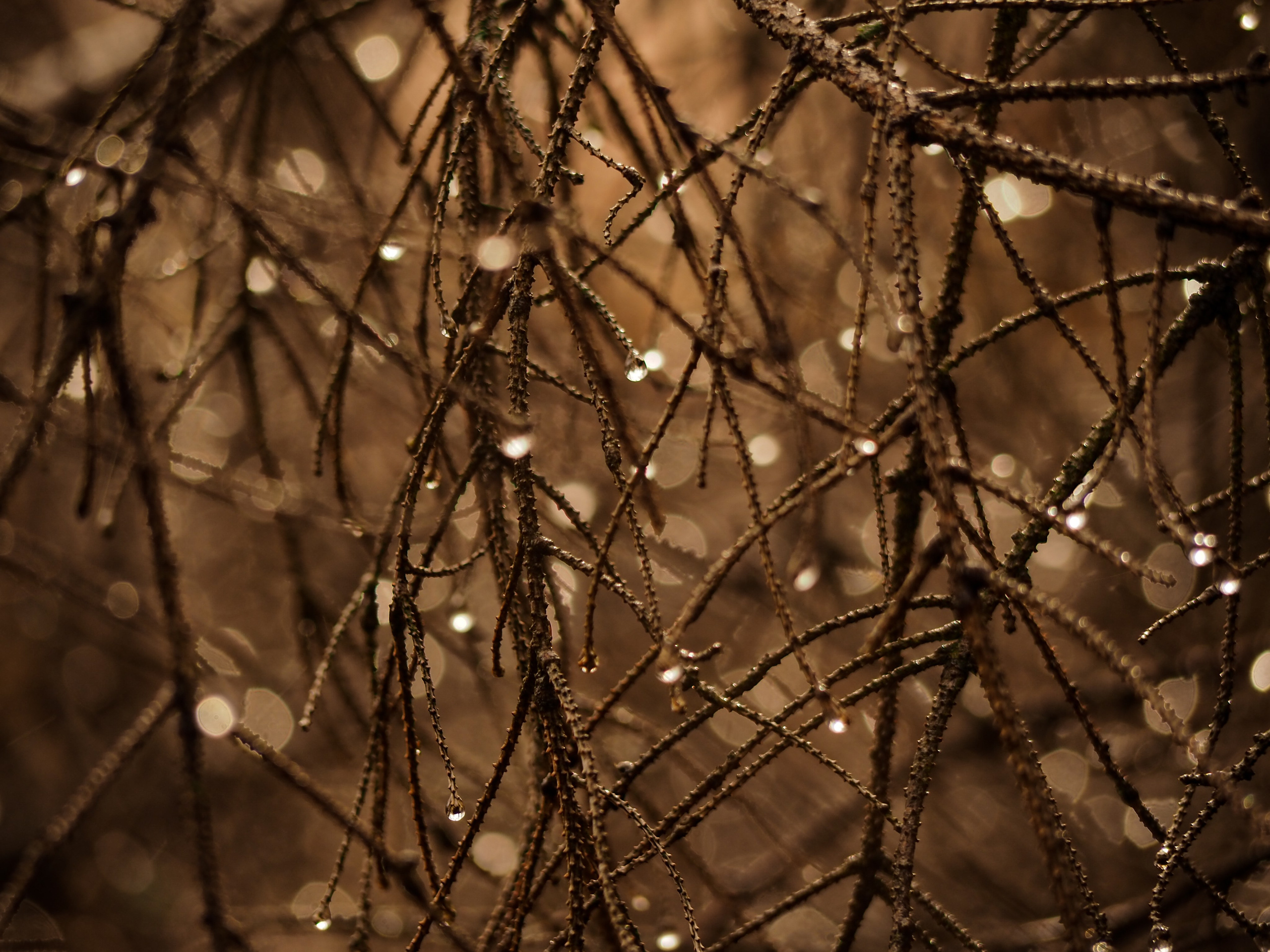 Харц. Германия. Репортажный фотограф в Берлине Александра Герман