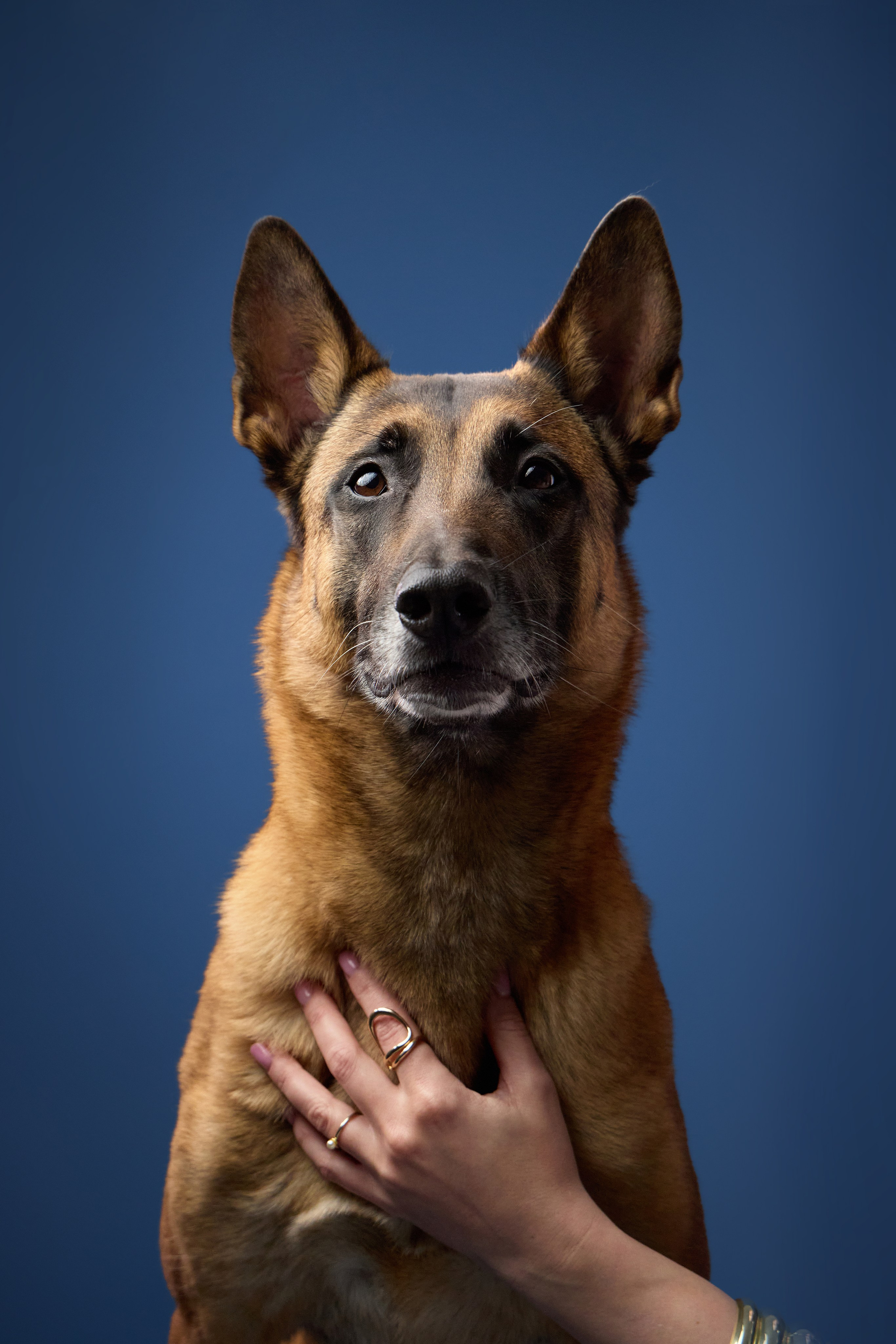 Presence. Dog Photographer Anna Averianova | Art & Commercial Pet Photography