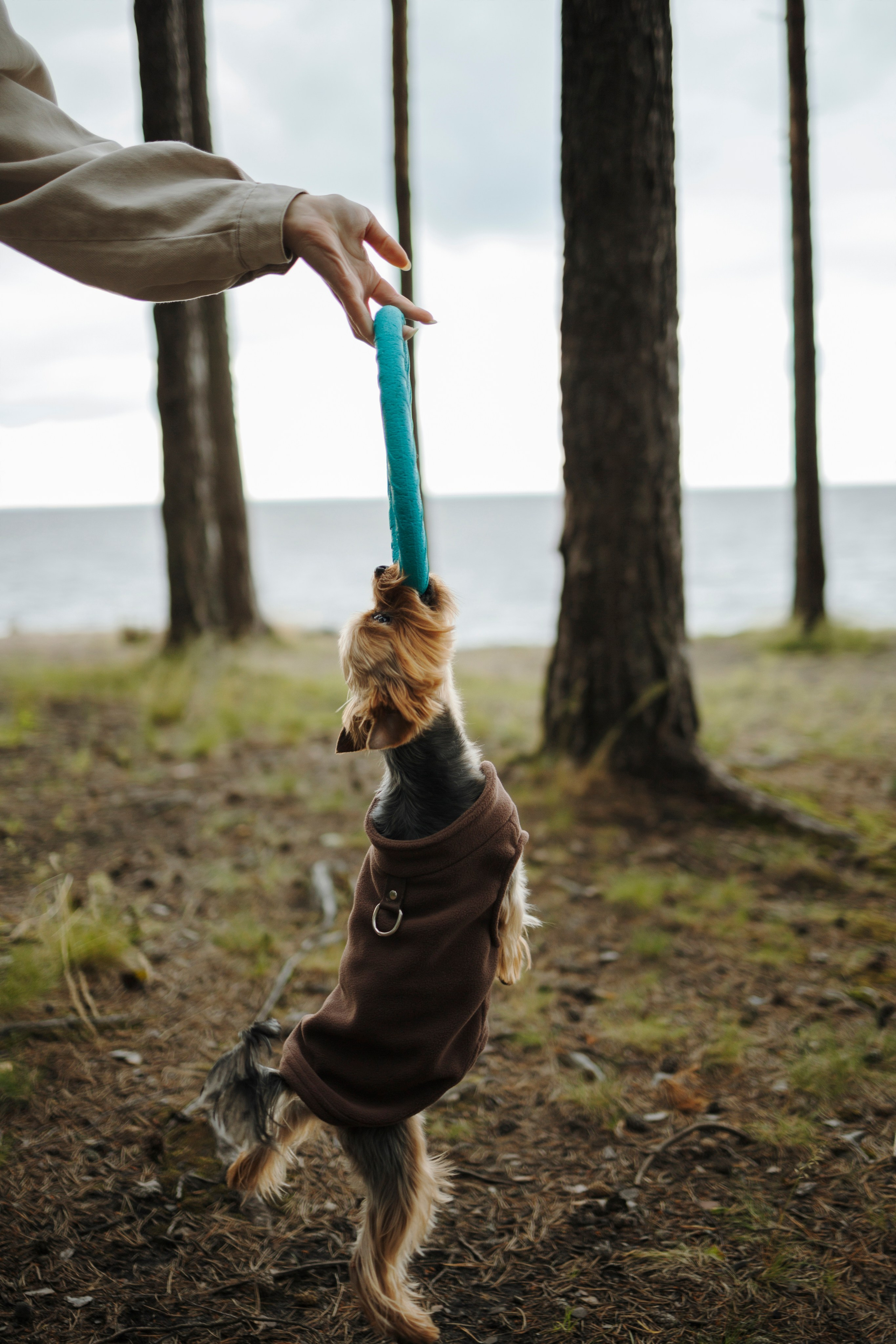 День из жизни Чуи и его семьи. Фотограф-анималист в Санкт-Петеребурге Титова Алиса