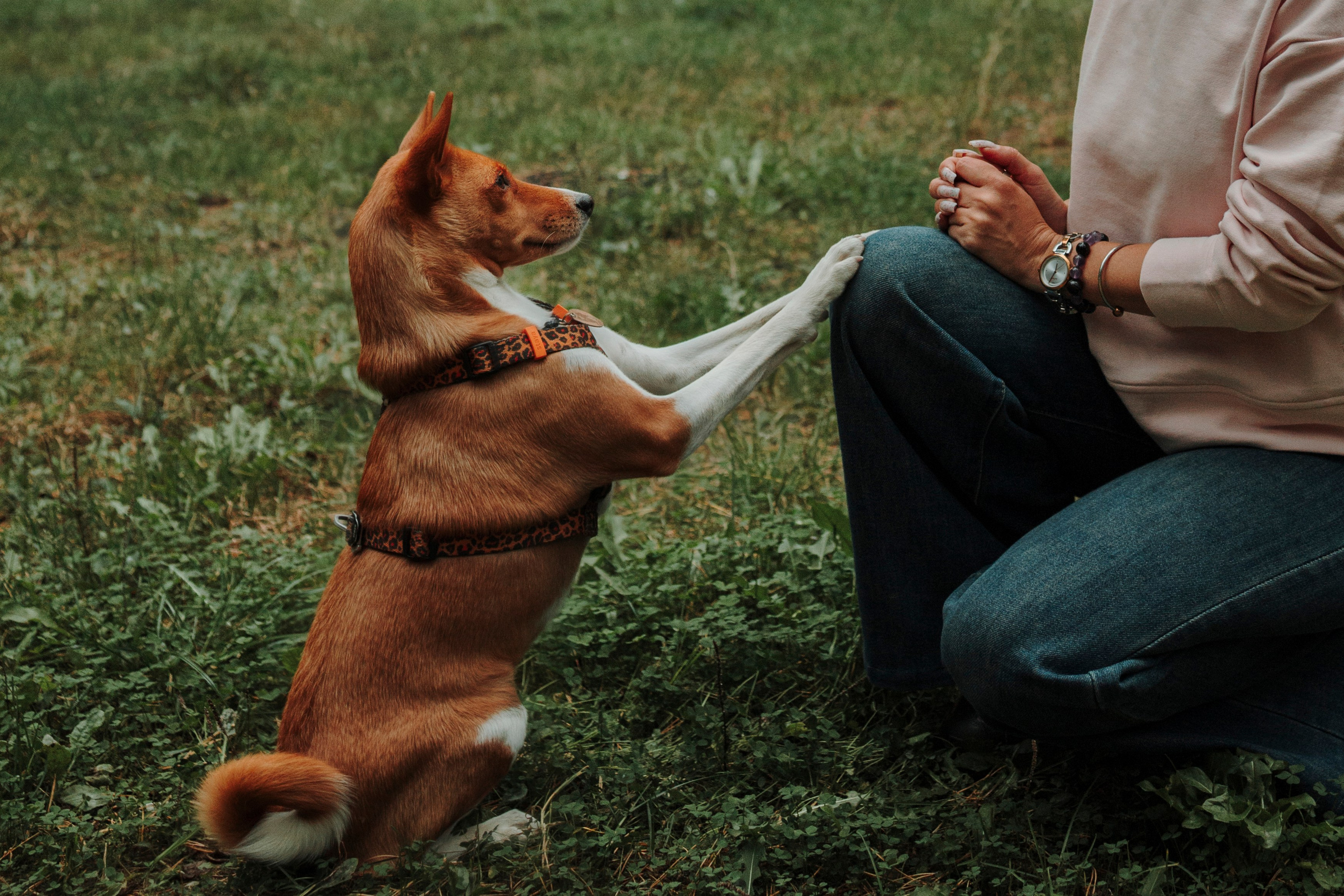 Даша и Лора. Фотограф-анималист в Санкт-Петеребурге Титова Алиса