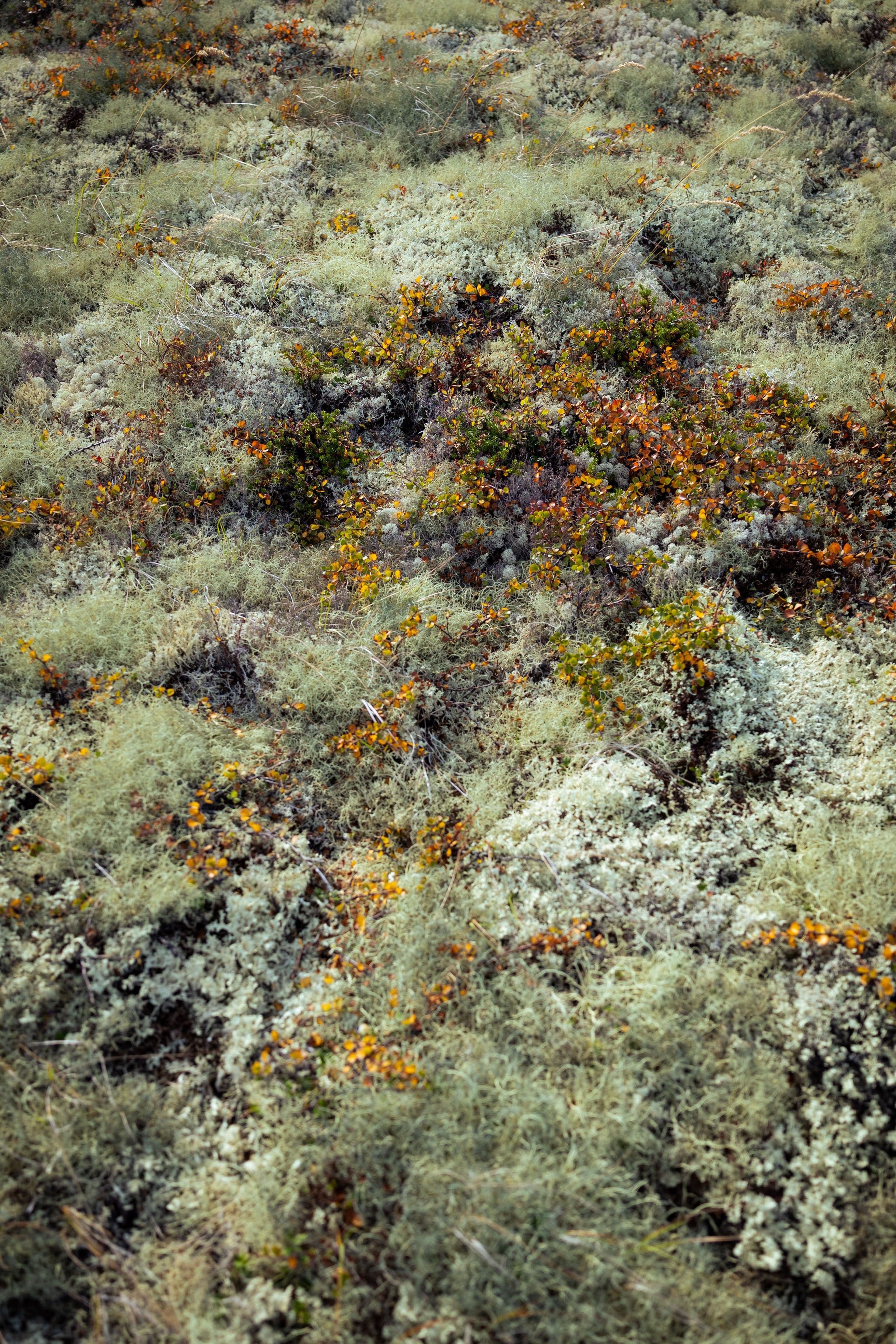 Кольский (осень 2025). Фотограф Виноградов Константин