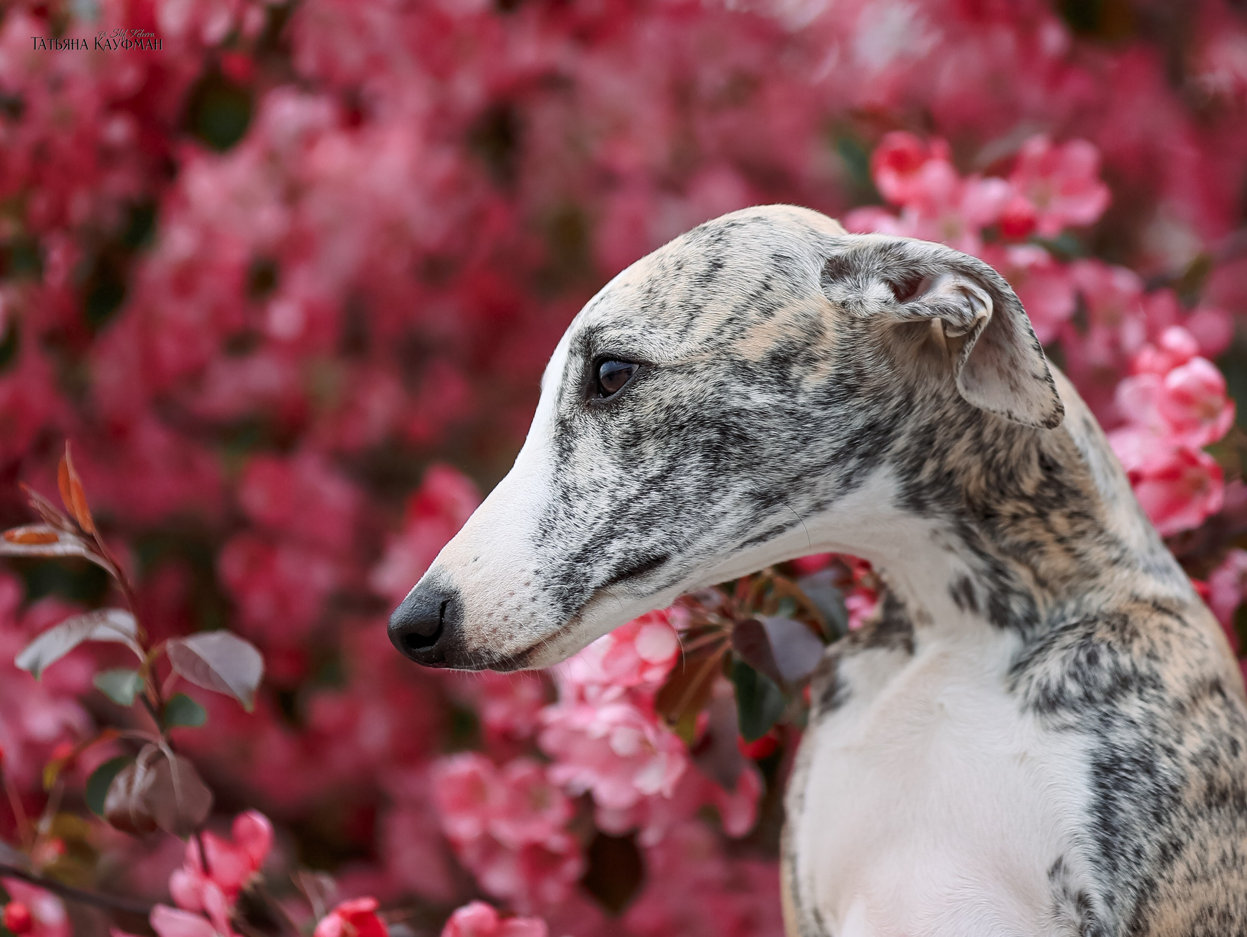 Уиппет, фотография уиппет, собака в цветах, красивая собака, фотограф анималист, фотокурс Анималистика, научиться фотографировать собак, фотограф Новосибирск