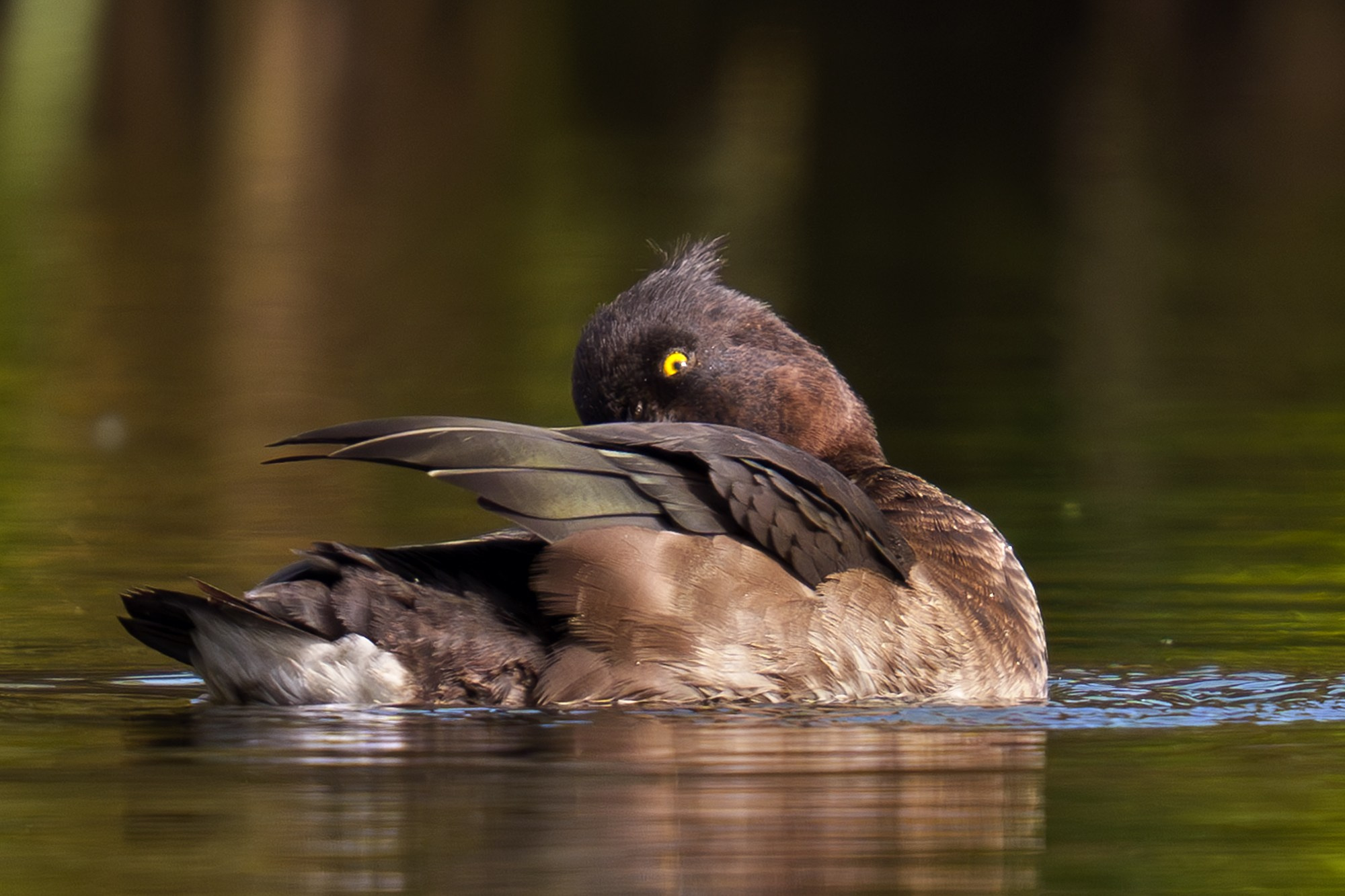Удивительные мир птиц. Вокруг нас столько прекрасного — присмотритесь!. Ваш личный фотограф Марина Волкова