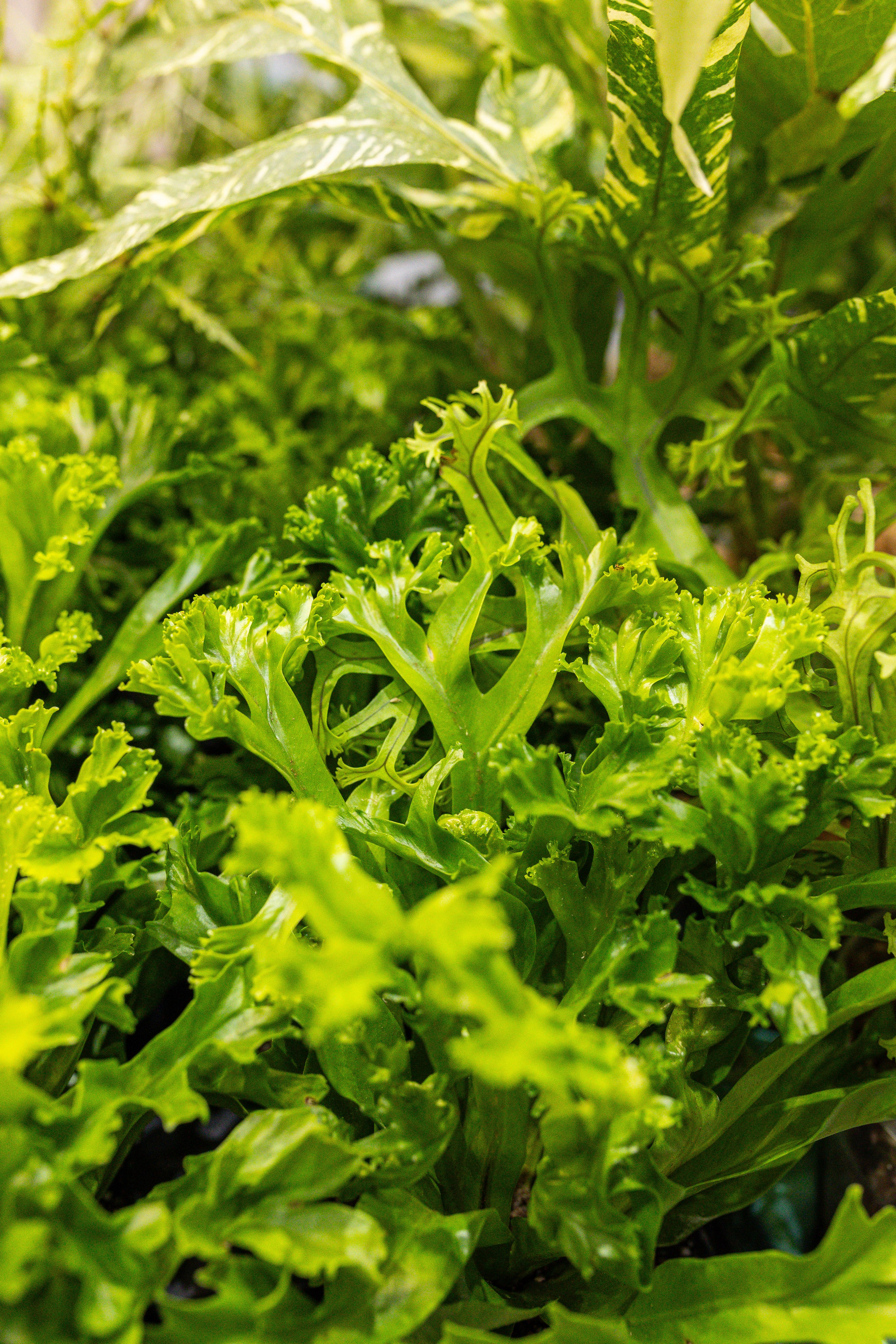 Монстериум 11–12 октября. Александра Куликова фотограф, Москва