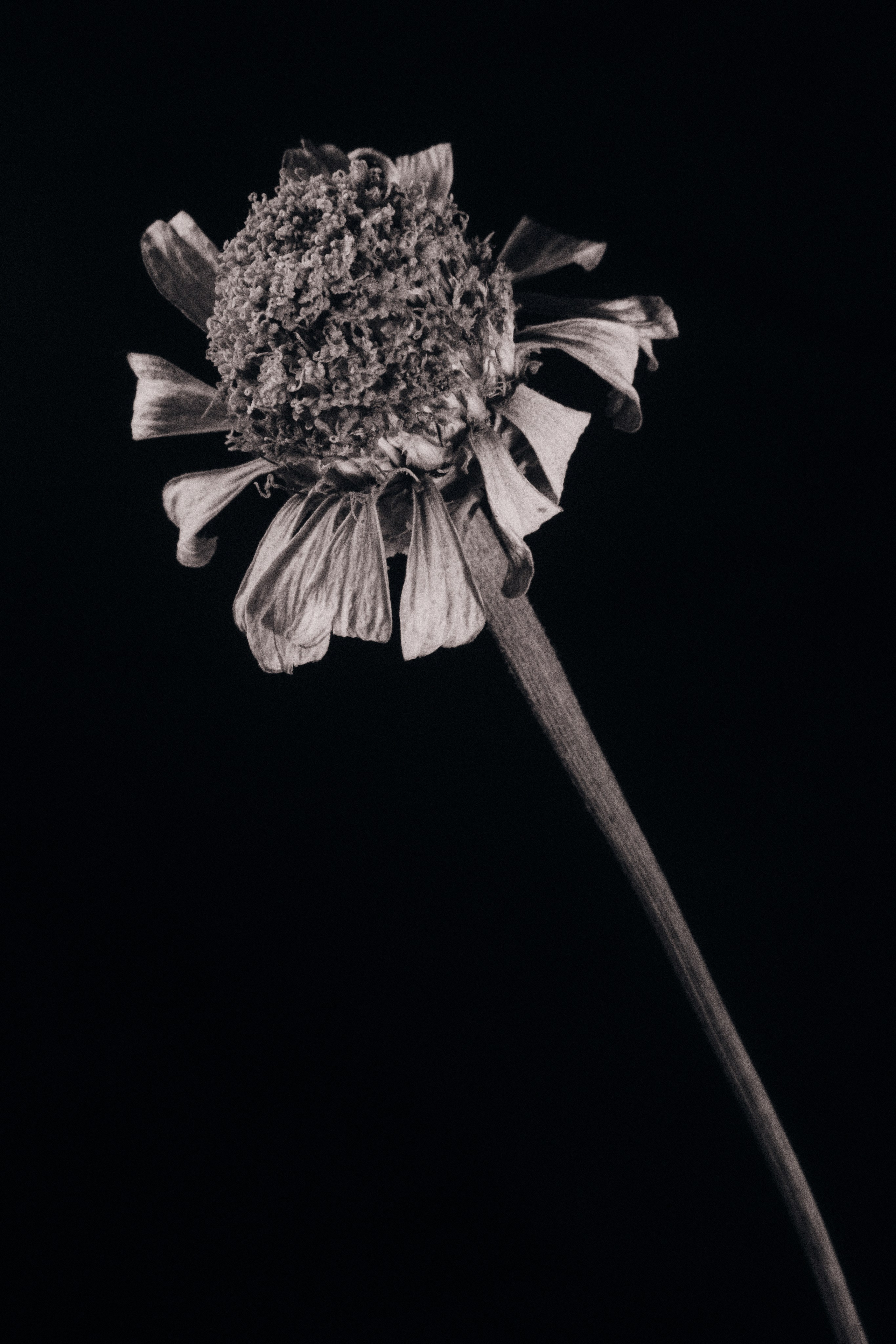 ЦВЕТЫ. Фотограф в Алматы Артемий Матюнин