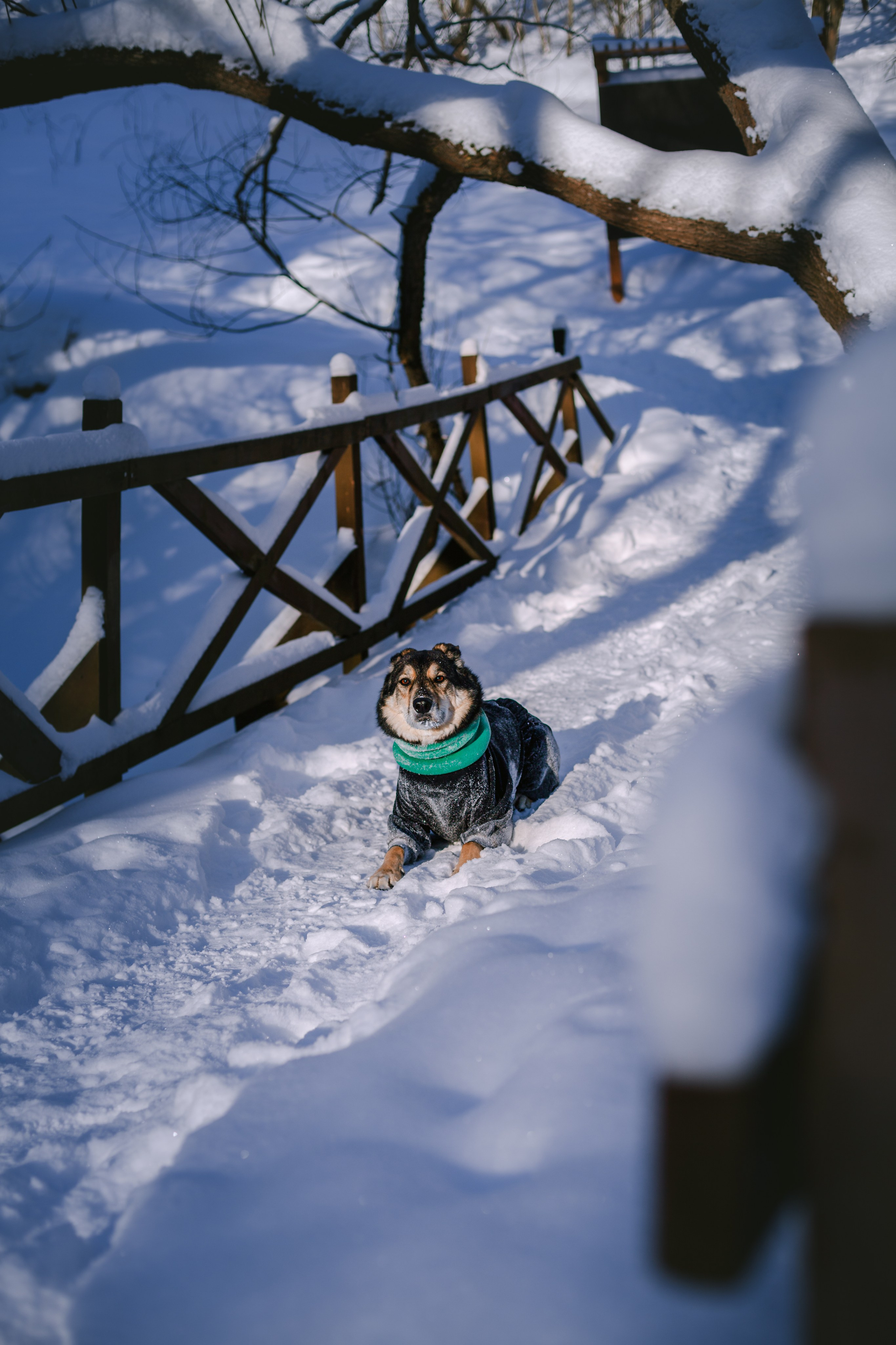 Зимняя экспресс съемка Дюка. Фотограф-анималист Татьяна Степанова