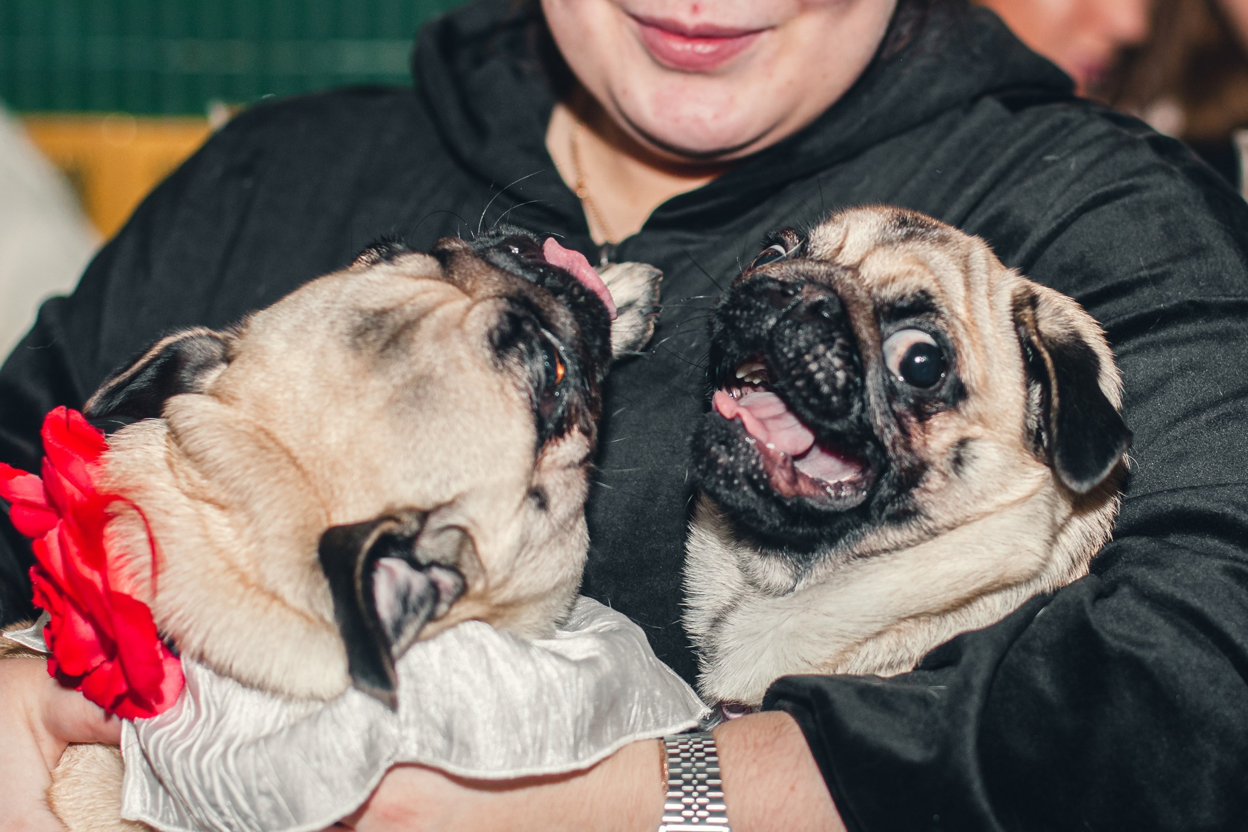 Мопсовстреча 02.12.2023. Фотограф-анималист Татьяна Степанова