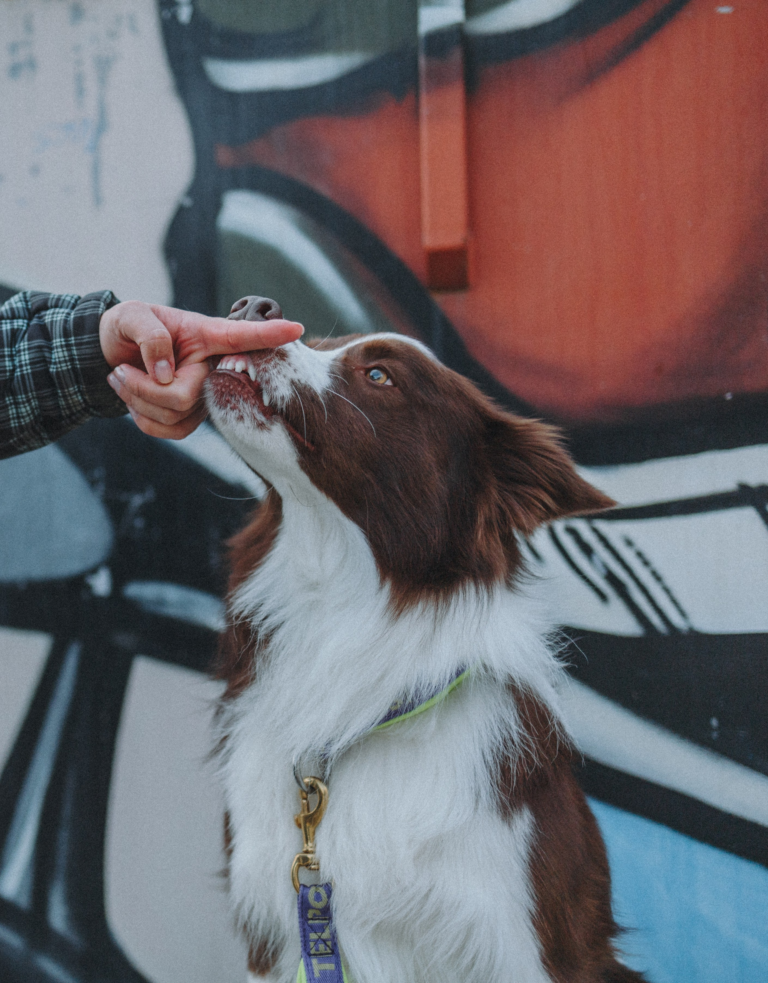 Маша и Тори. Фотограф — анималист Светлана Кысса|фотограф собак в Краснодаре и Нижнем Новгороде
